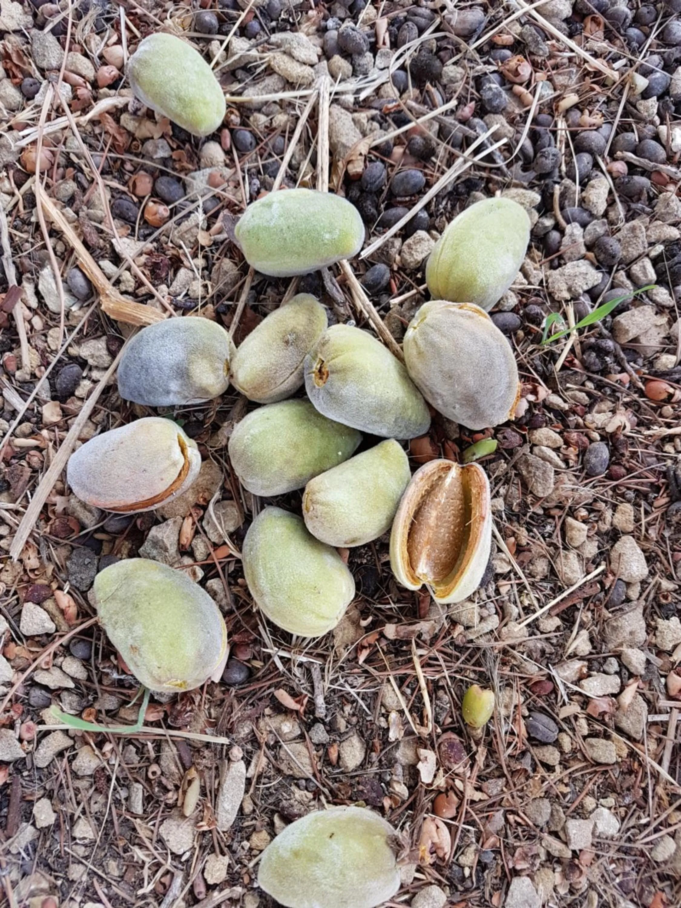 Agriturismo Il Drago