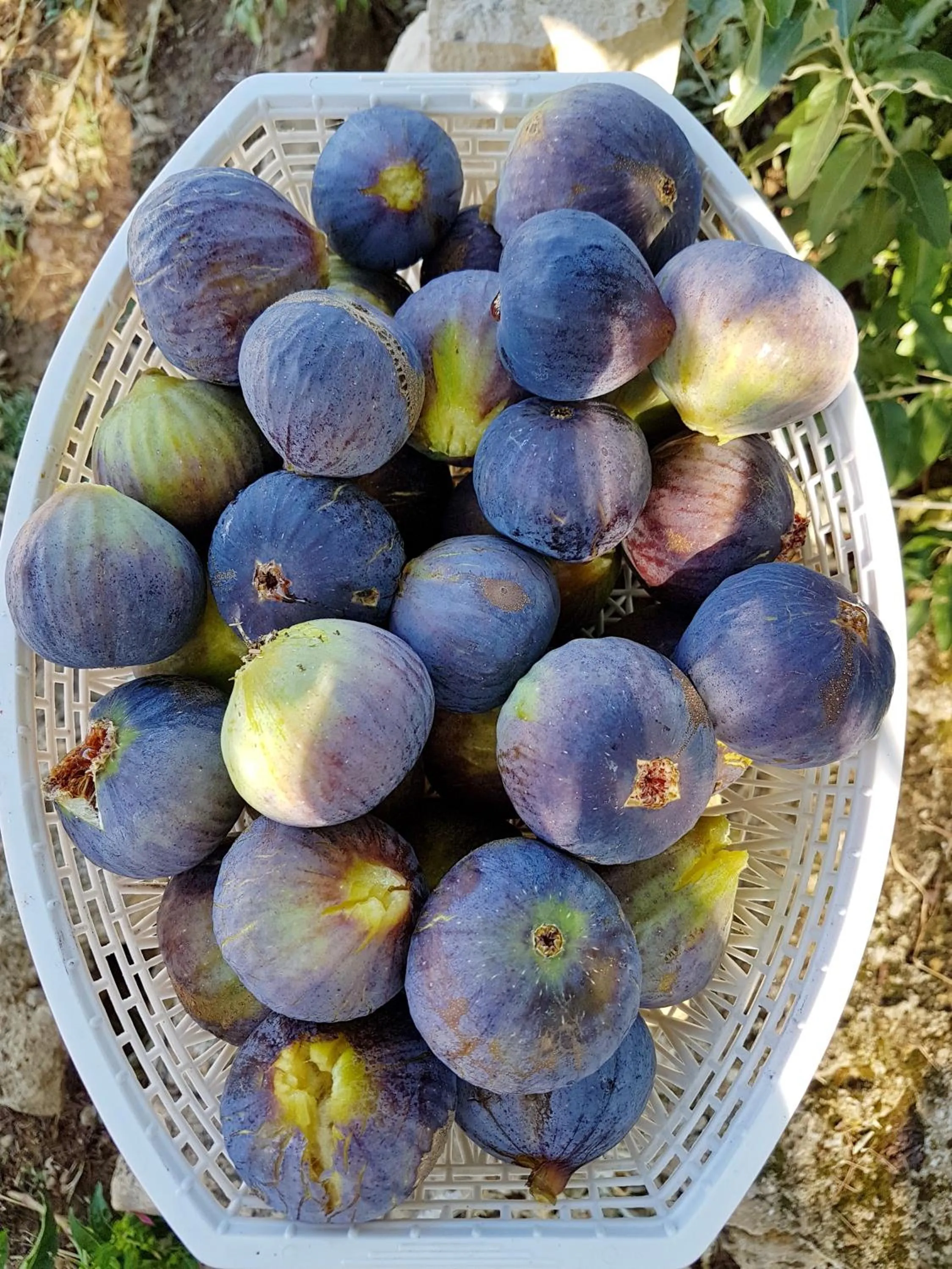 Agriturismo Il Drago