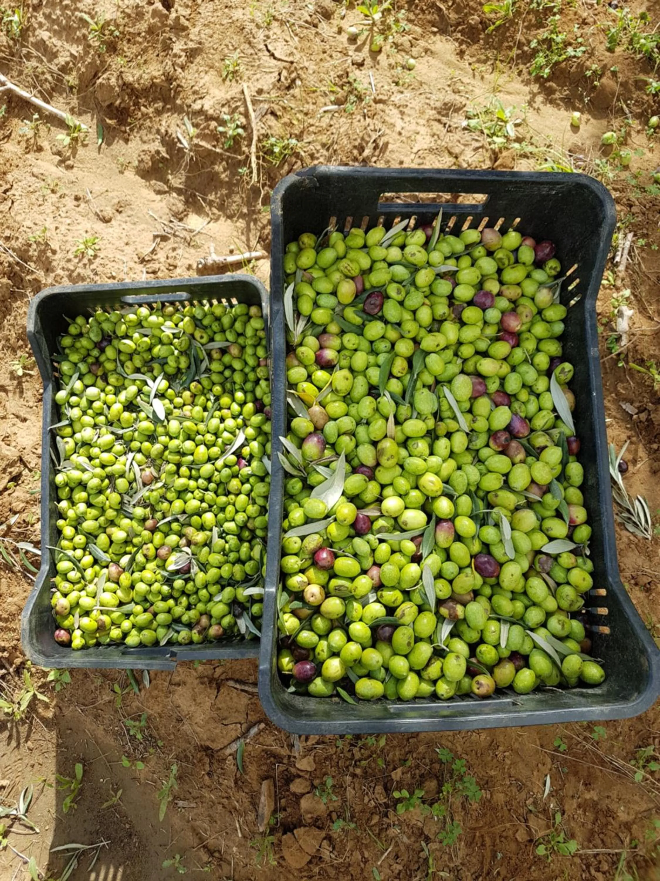 Food in Agriturismo Il Drago