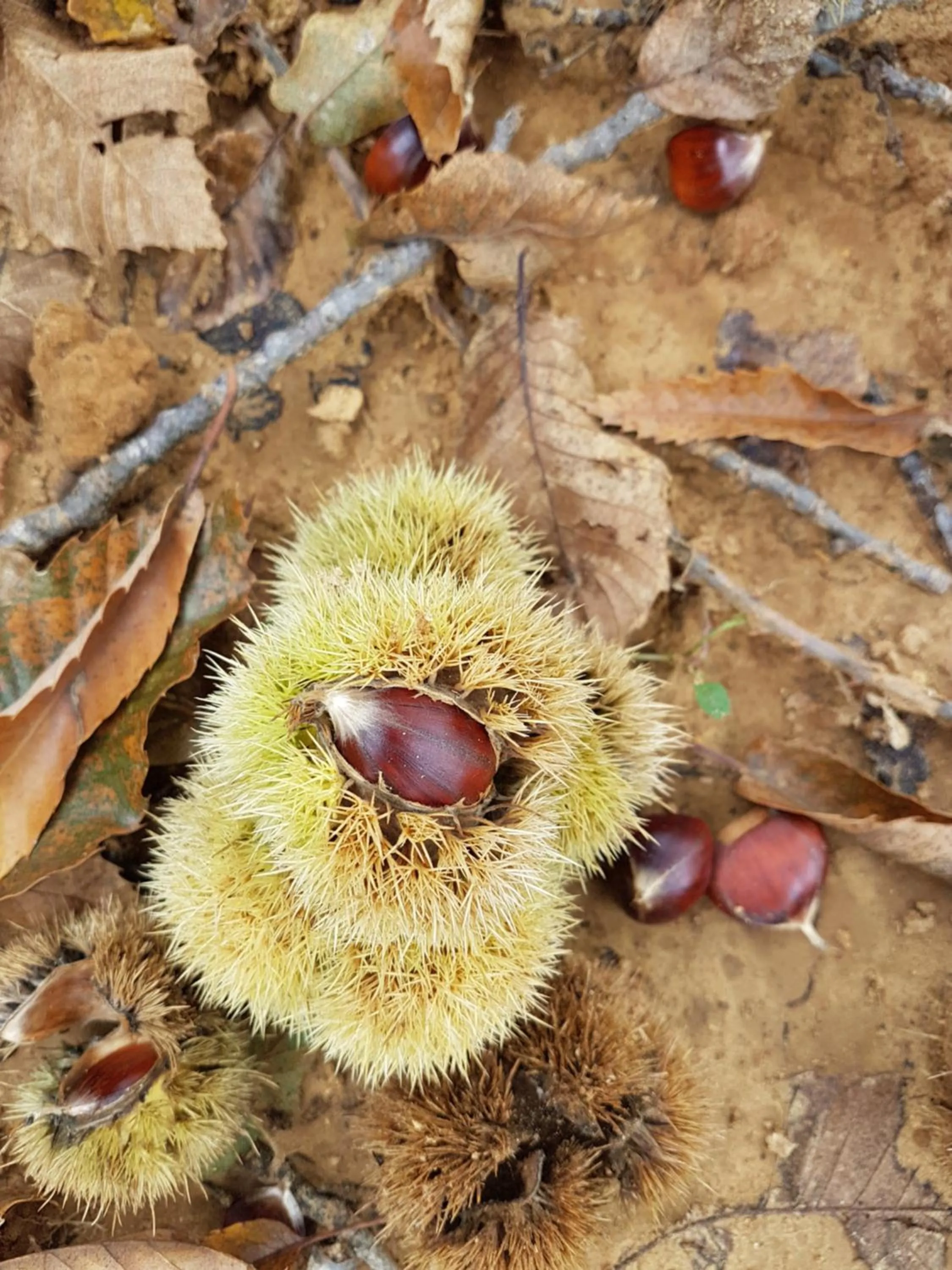 Agriturismo Il Drago