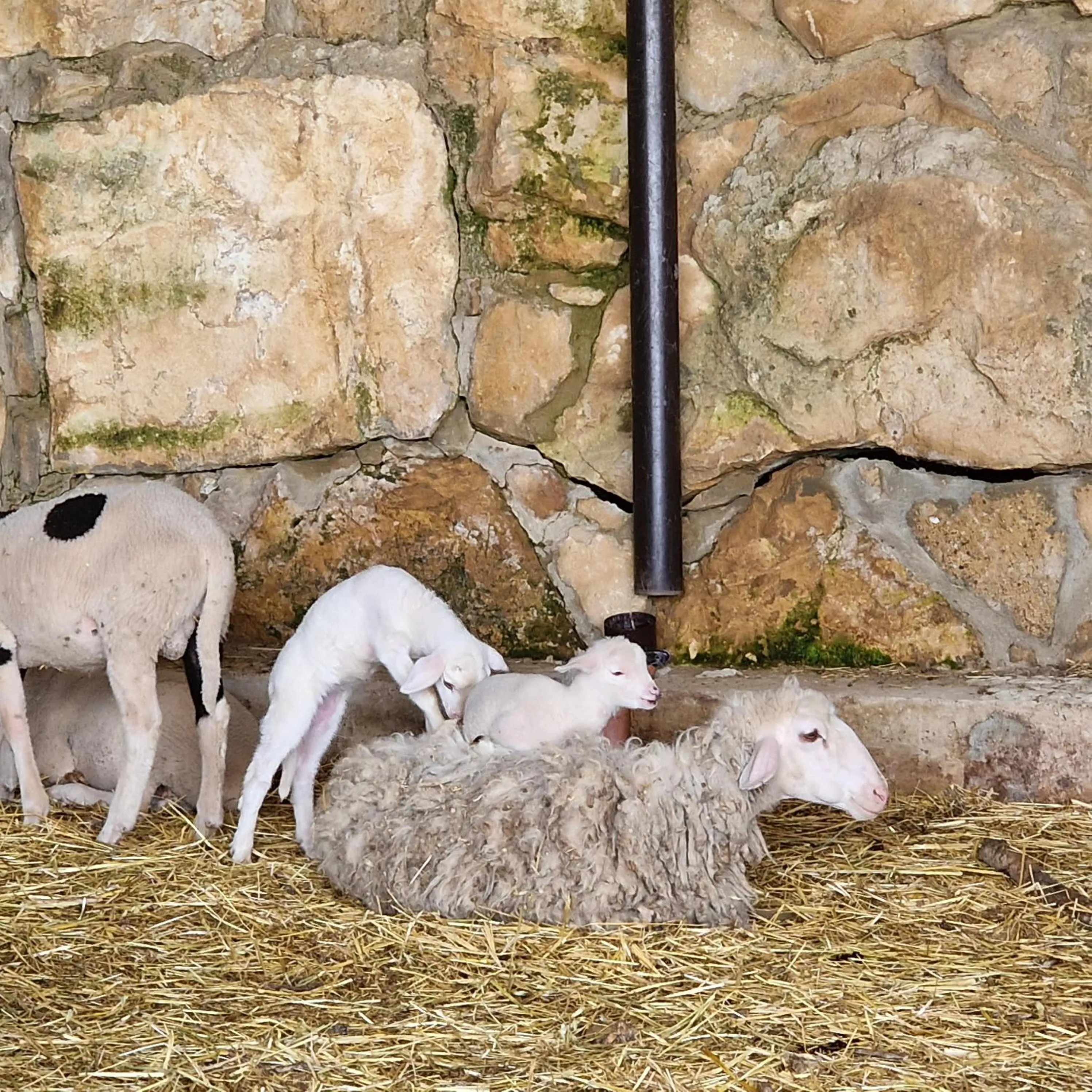 Agriturismo Il Drago