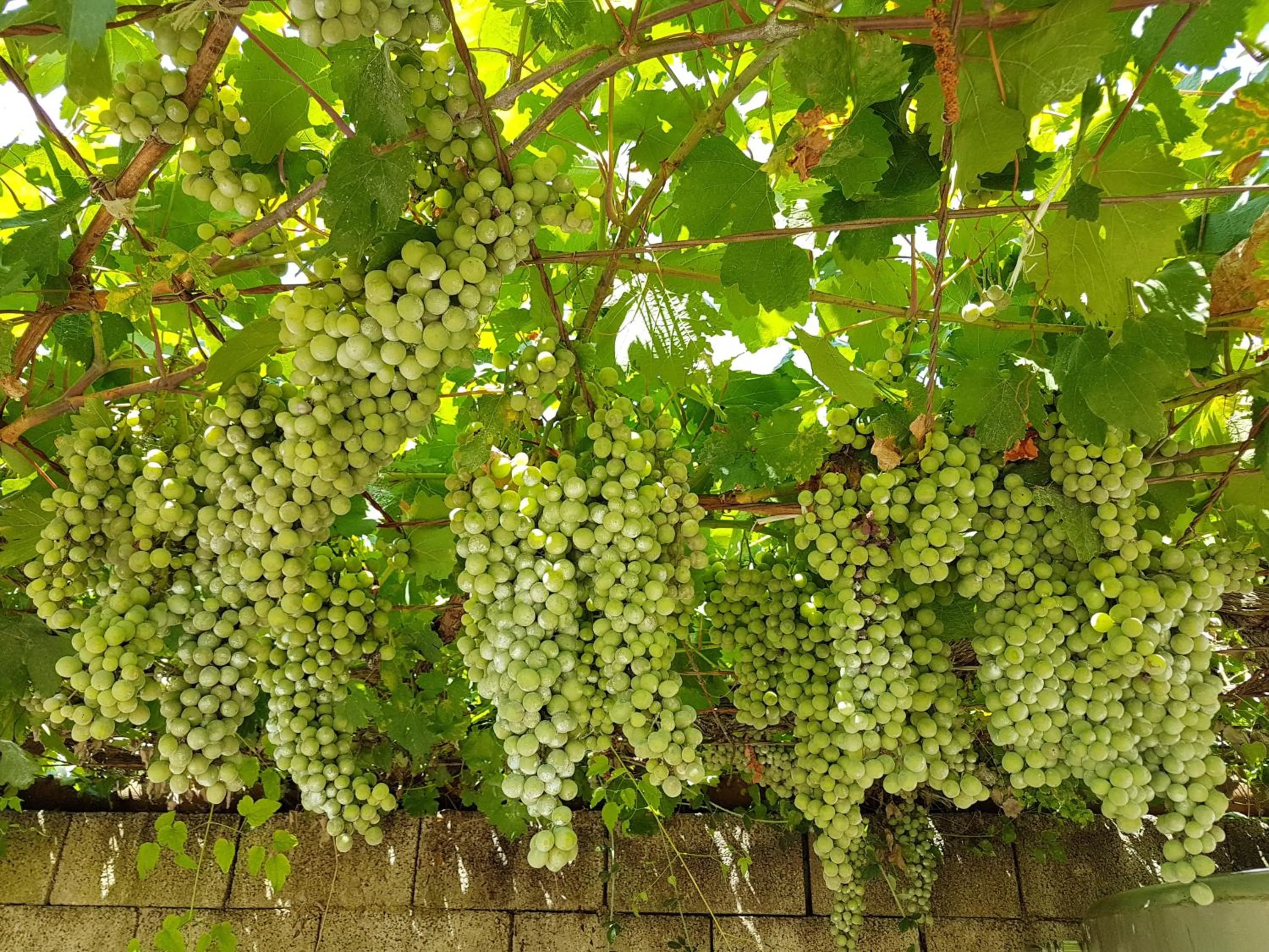 Agriturismo Il Drago