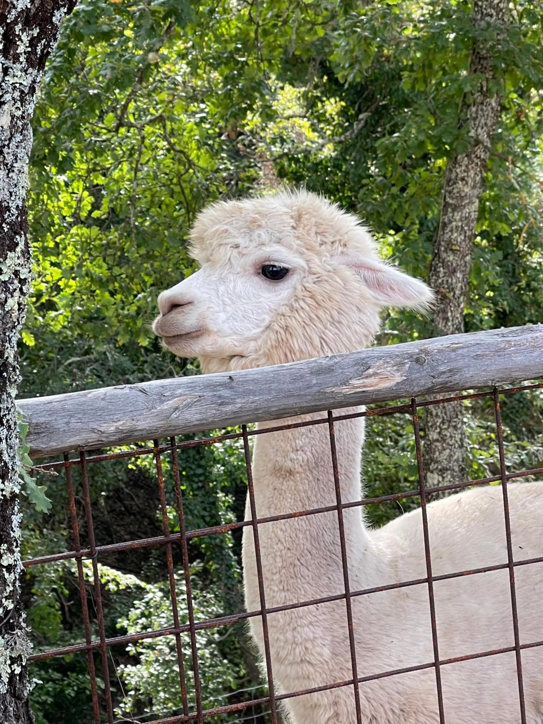 Animals in Terre di Baccio