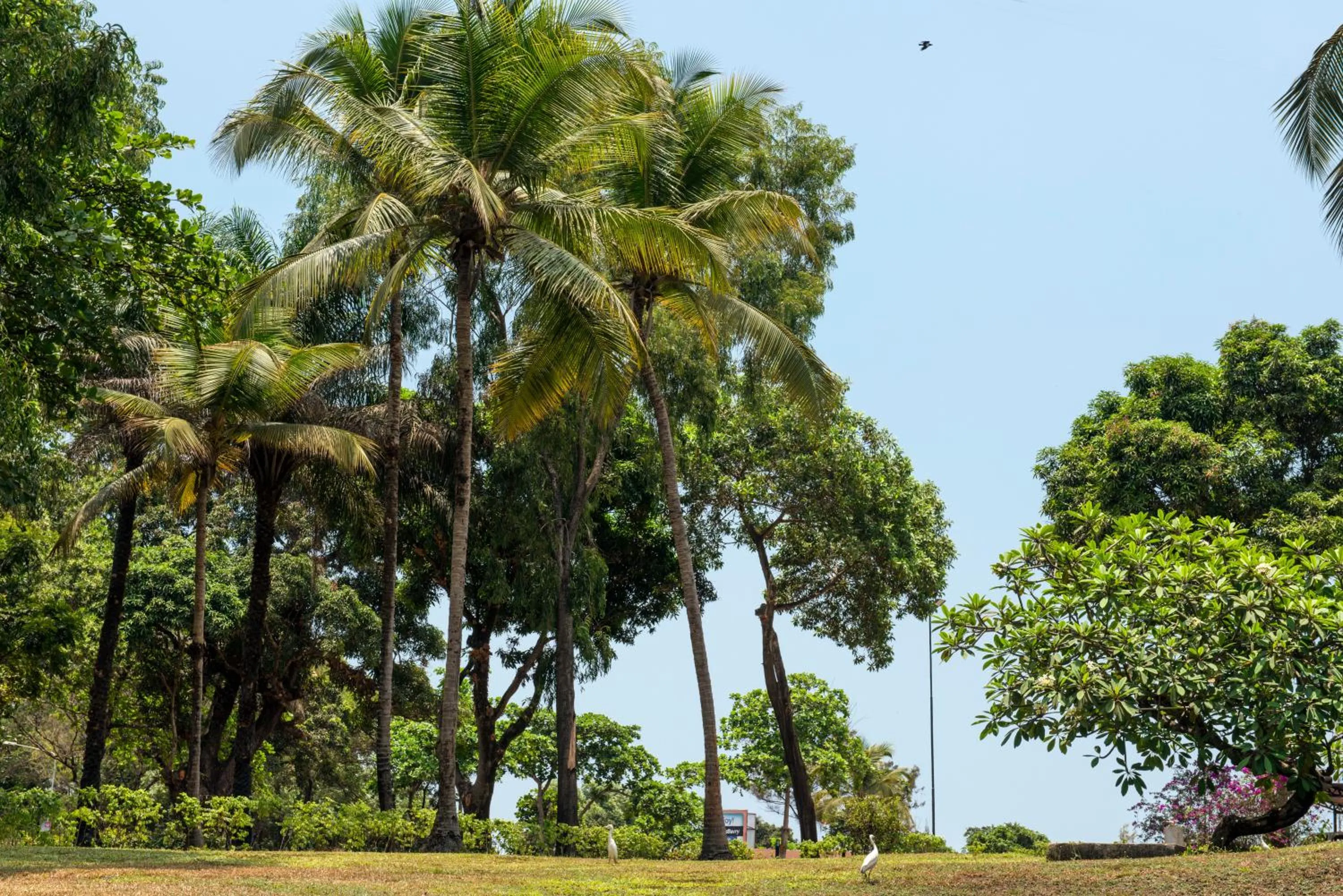 Garden view in Radisson Blu Mammy Yoko Hotel