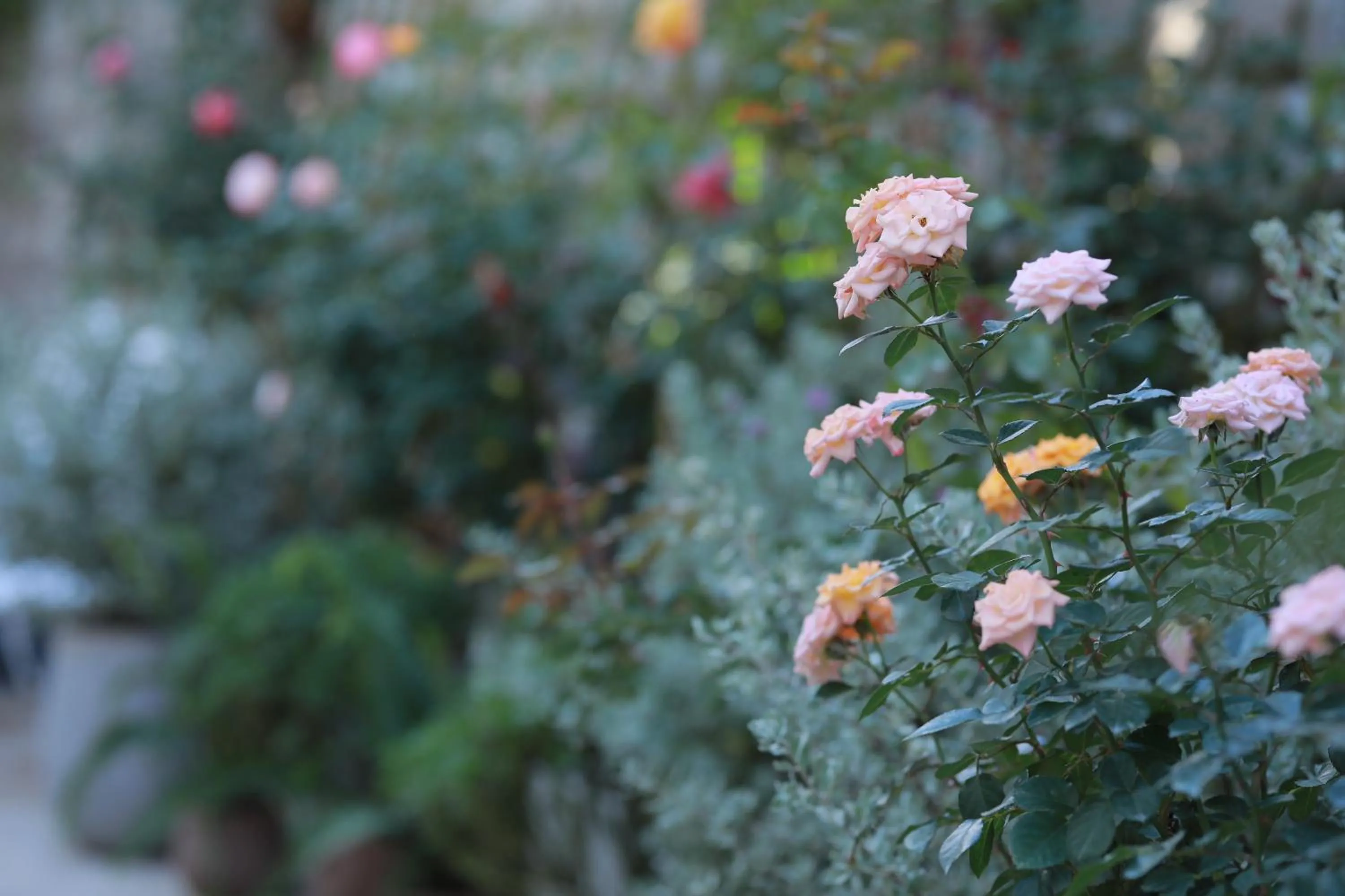 Property building in LA VIE EN ROSE 2 Hotel