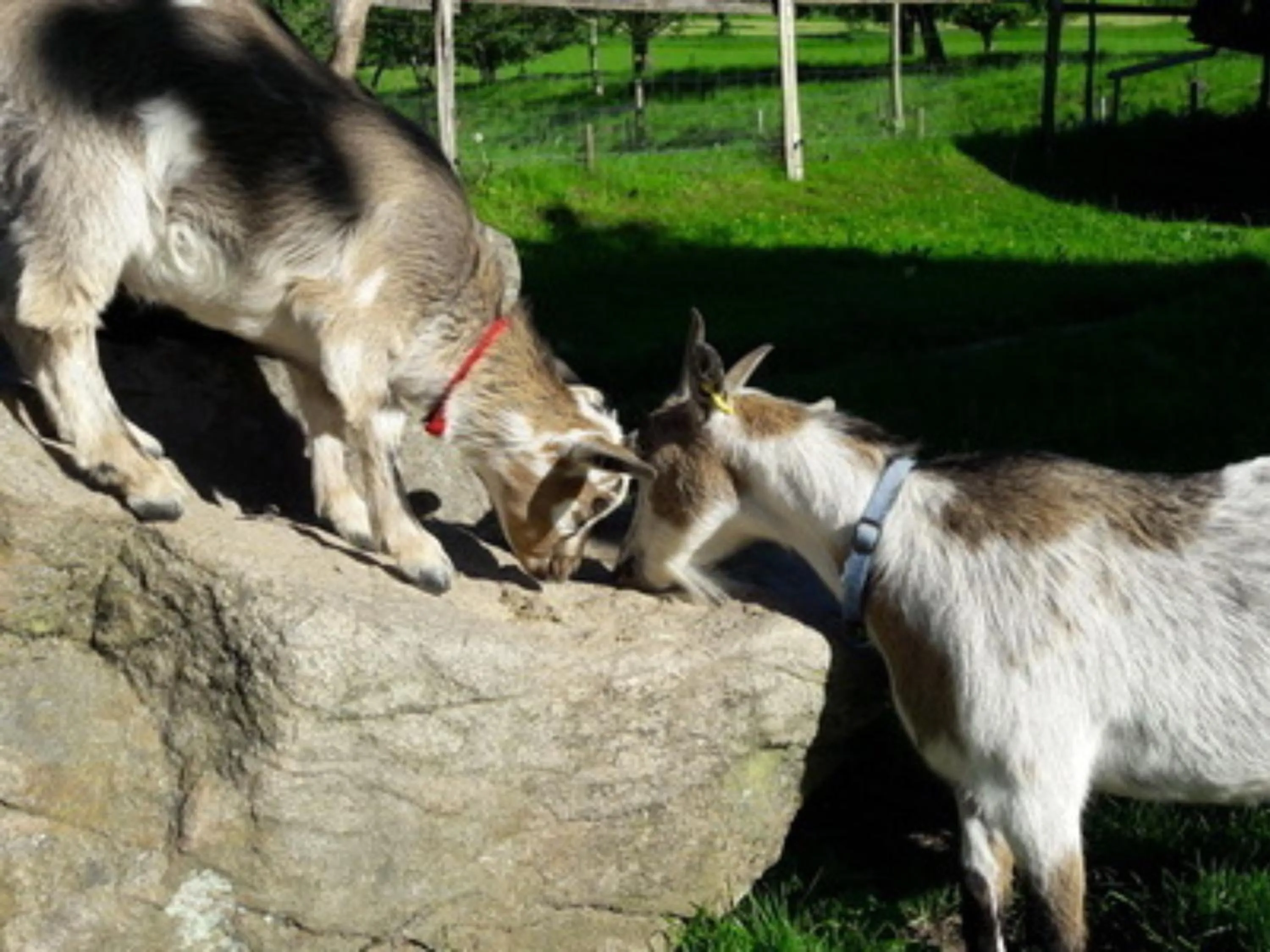 Animals in Ferienwohnungen Maierhof Oberried