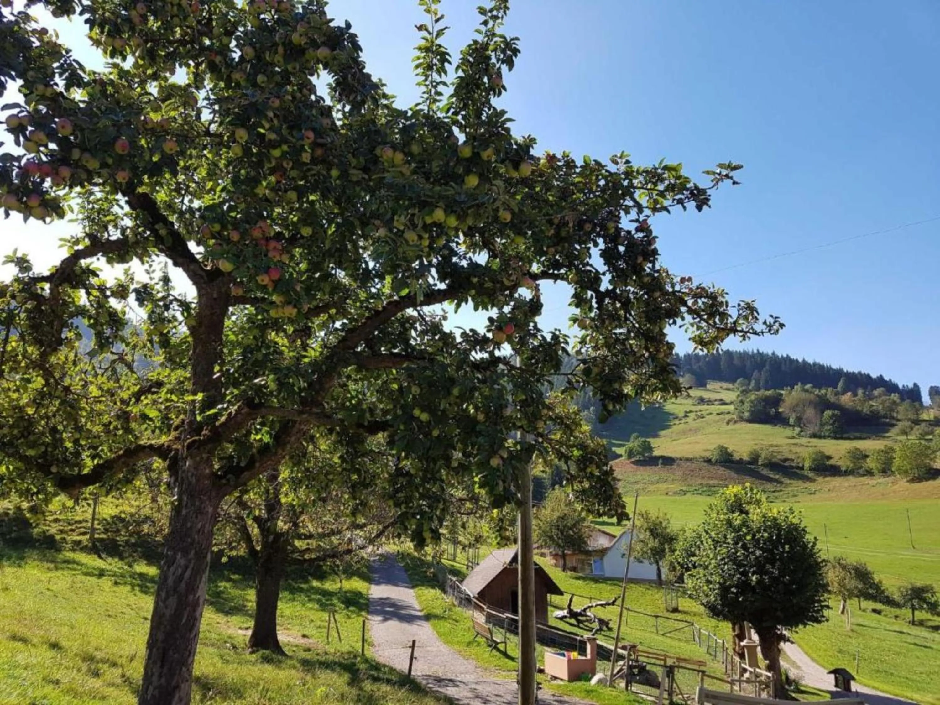 View (from property/room) in Ferienwohnungen Maierhof Oberried