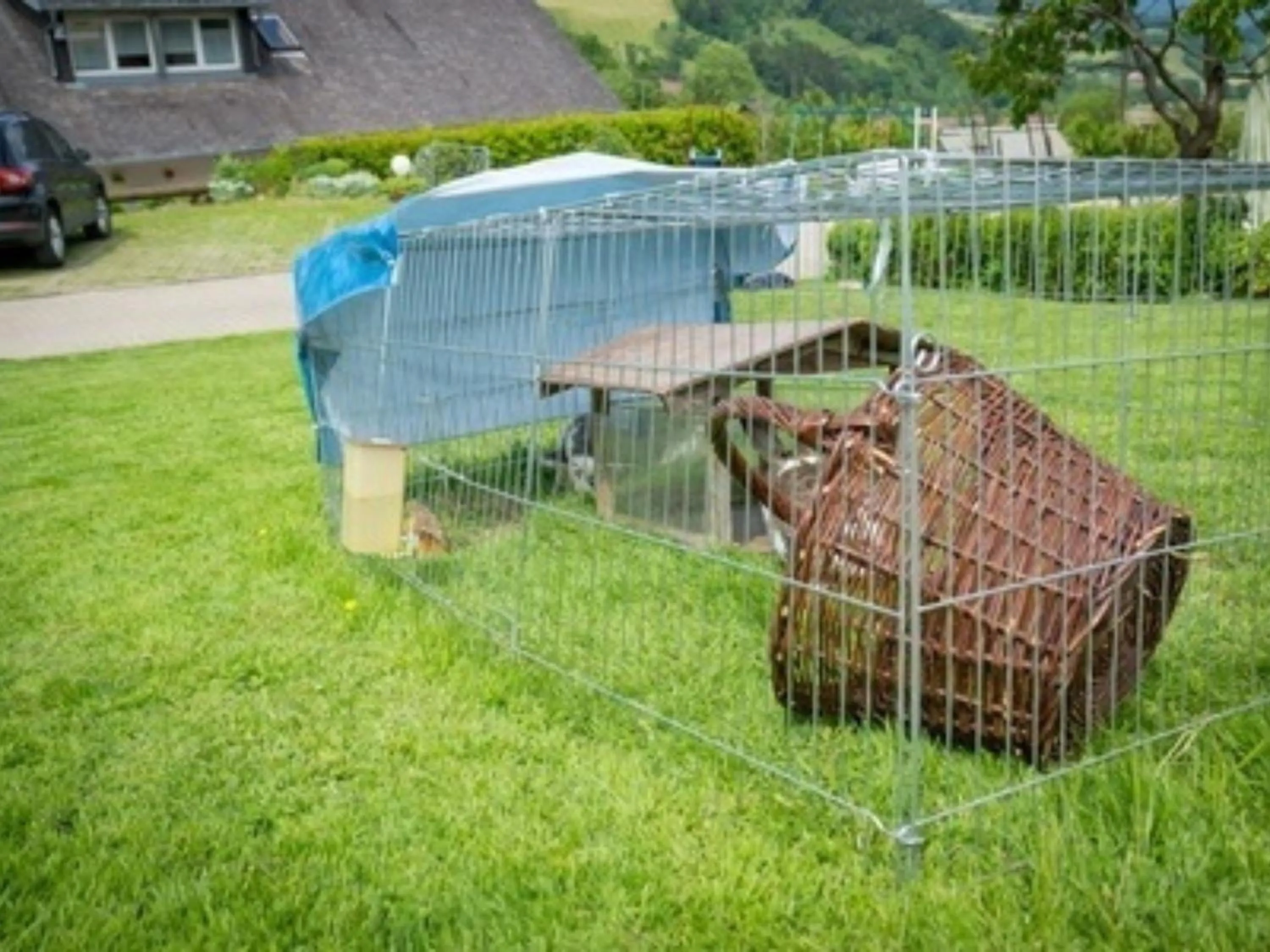Animals in Ferienwohnungen Maierhof Oberried