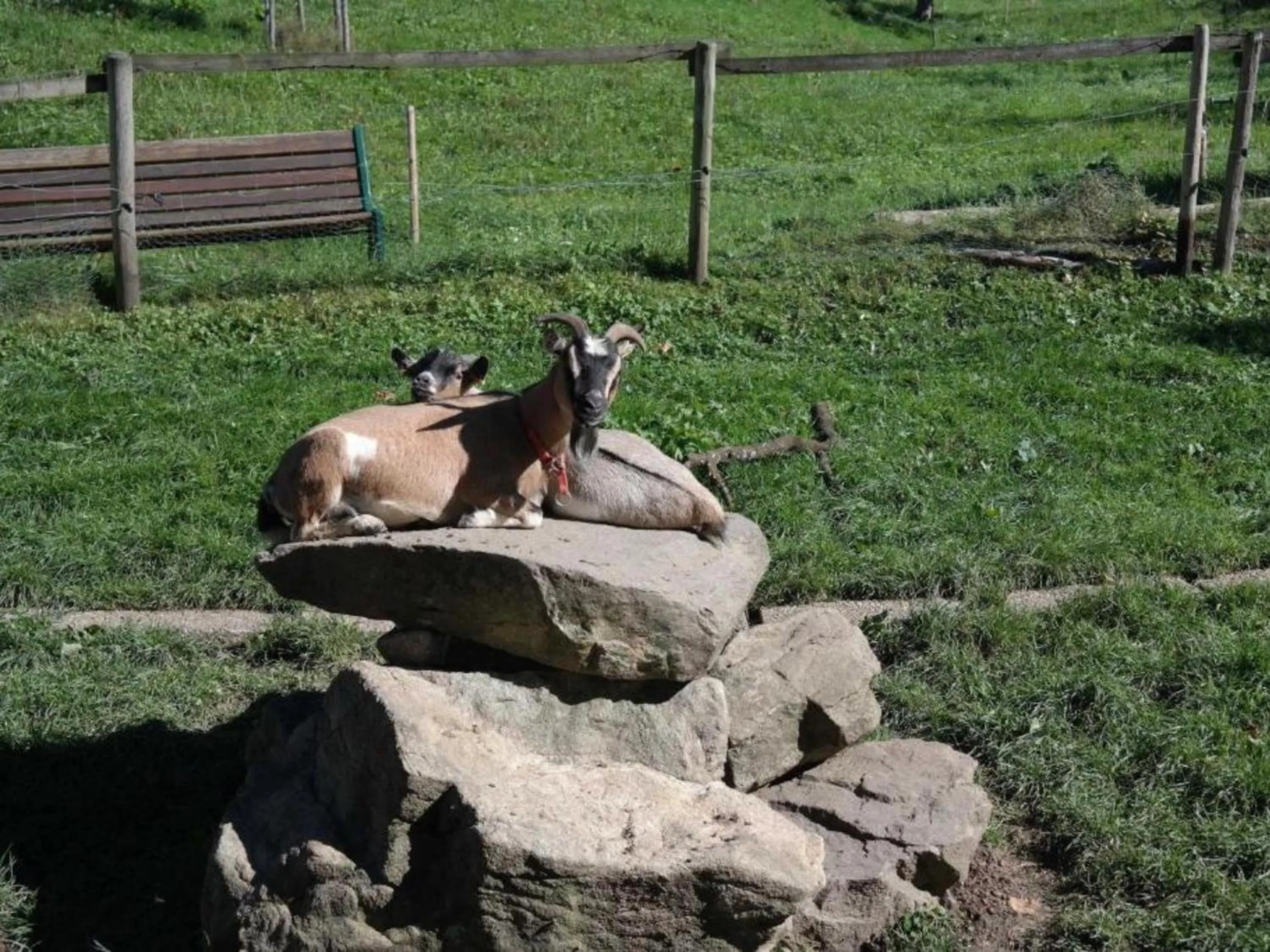 Animals in Ferienwohnungen Maierhof Oberried