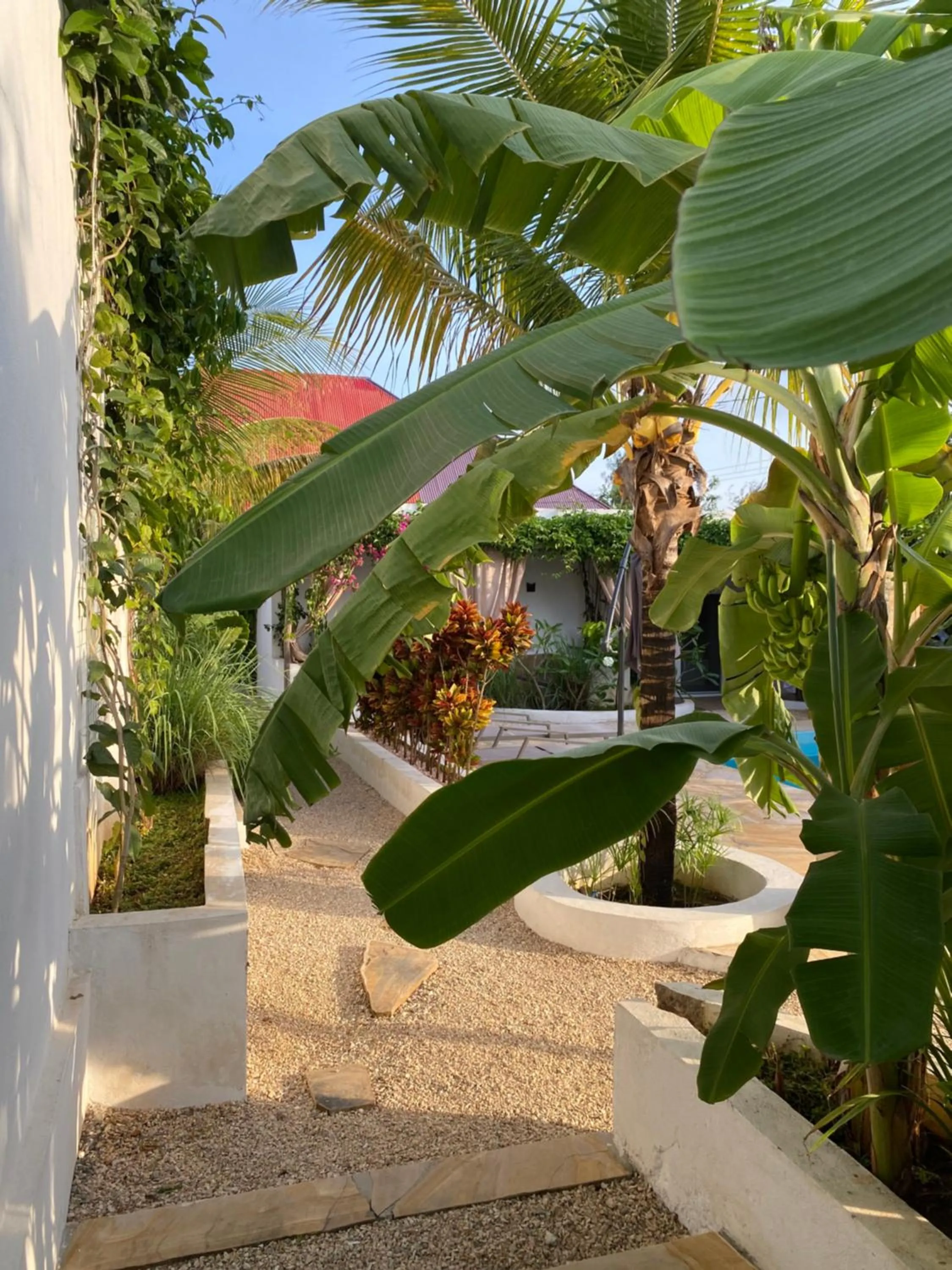 Garden view in Cactus lodge Zanzibar