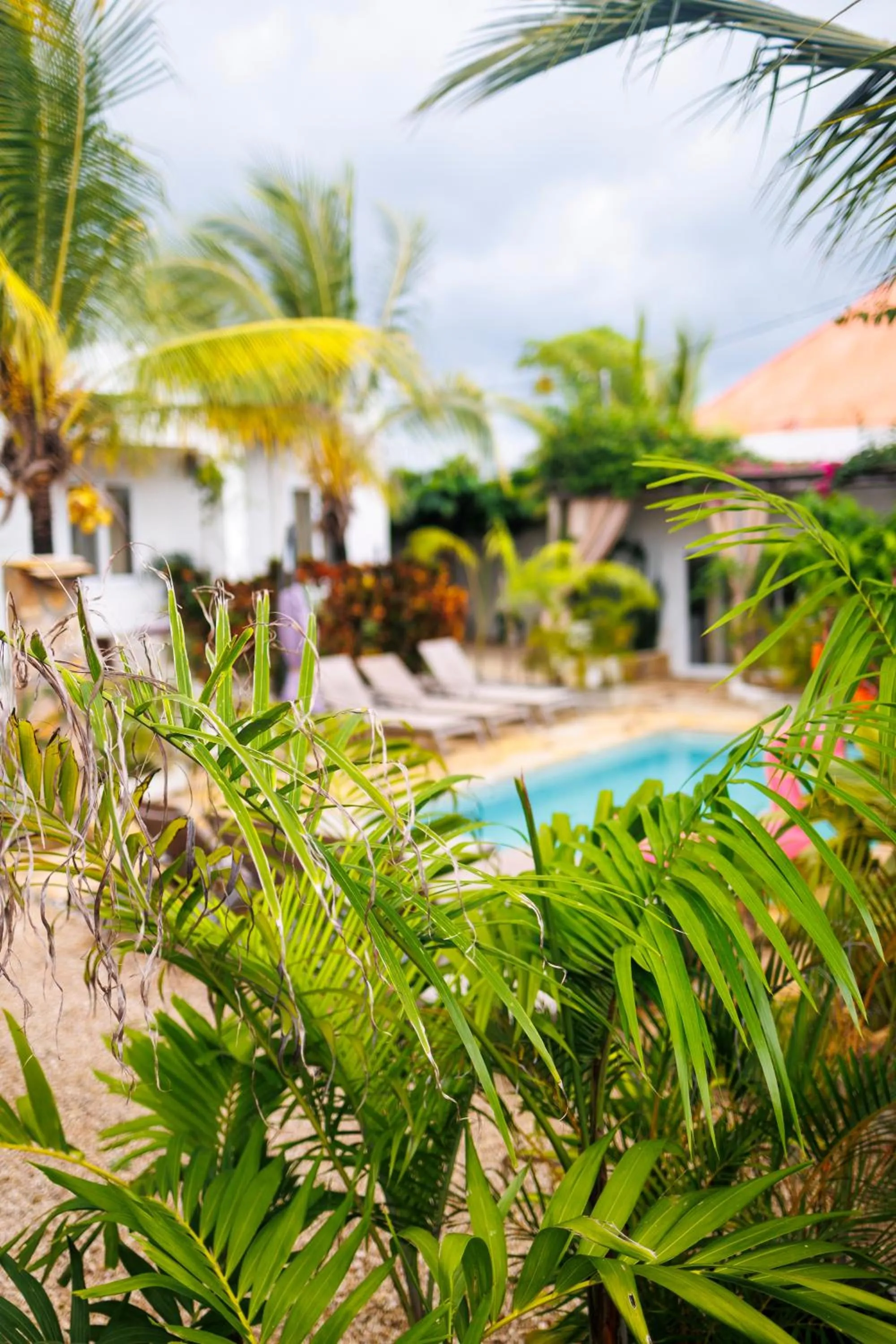 Garden view in Cactus lodge Zanzibar