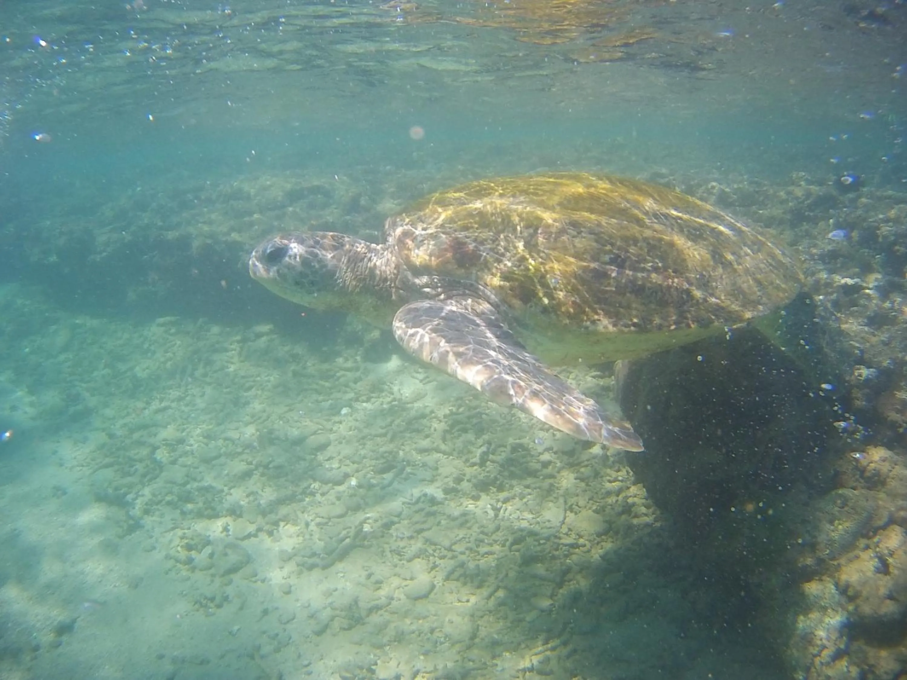 Snorkeling in Grand Villa Hikkaduwa