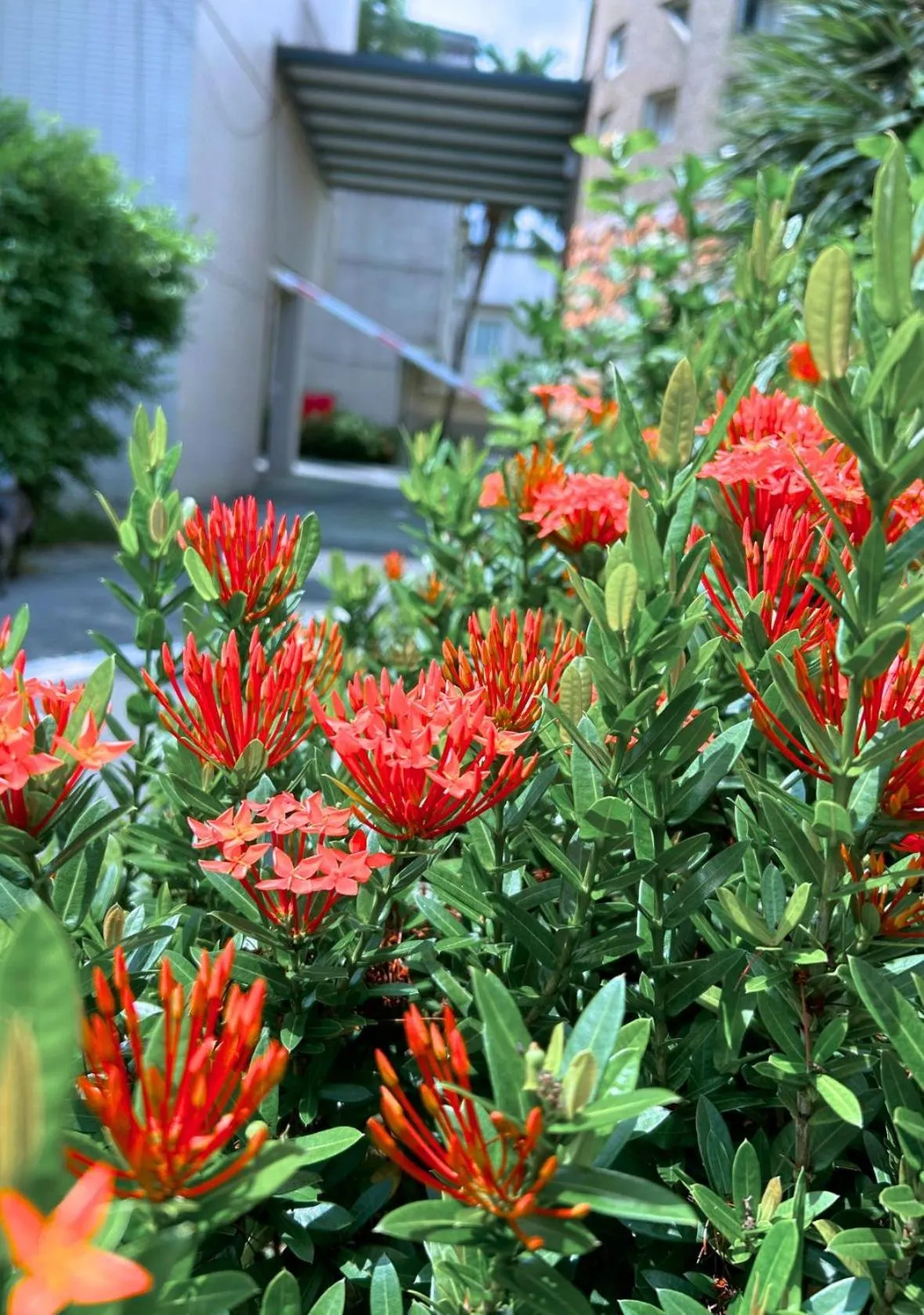 Garden view in Wogo Hotel