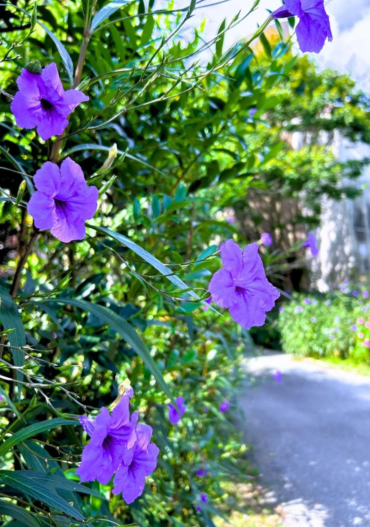 Garden view in Wogo Hotel