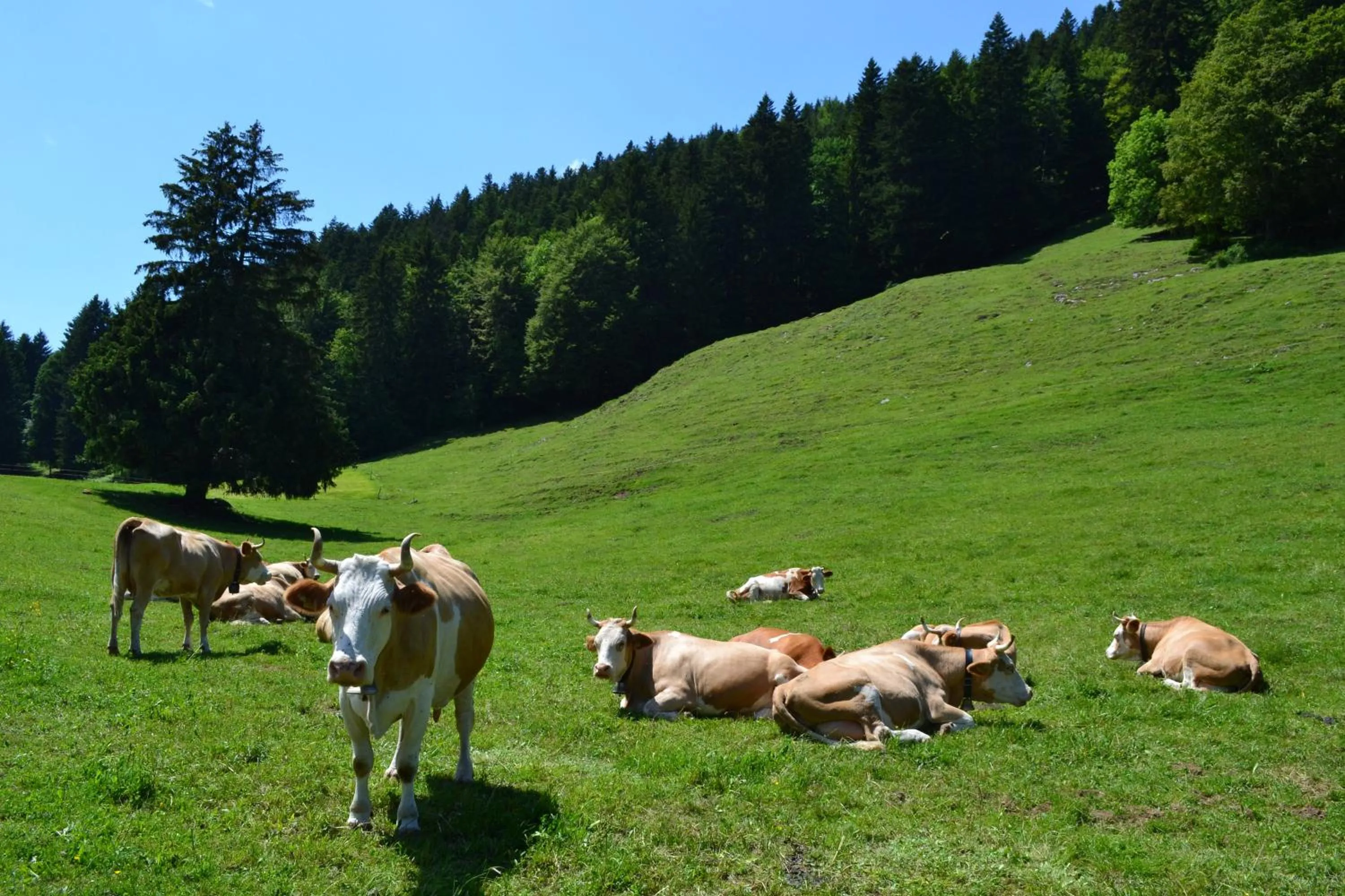 Area and facilities in Chalet Rosaly