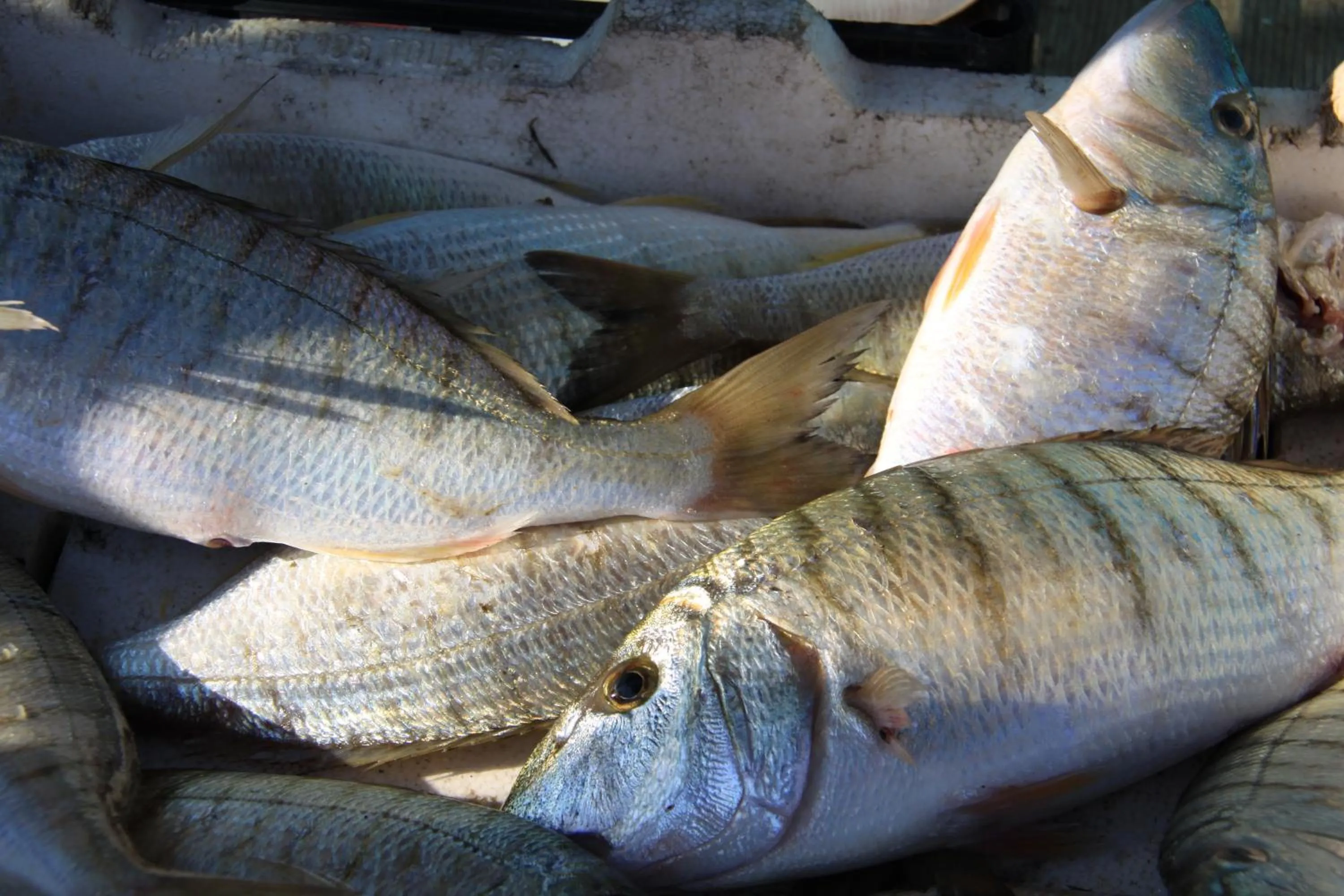 Il Pescatore