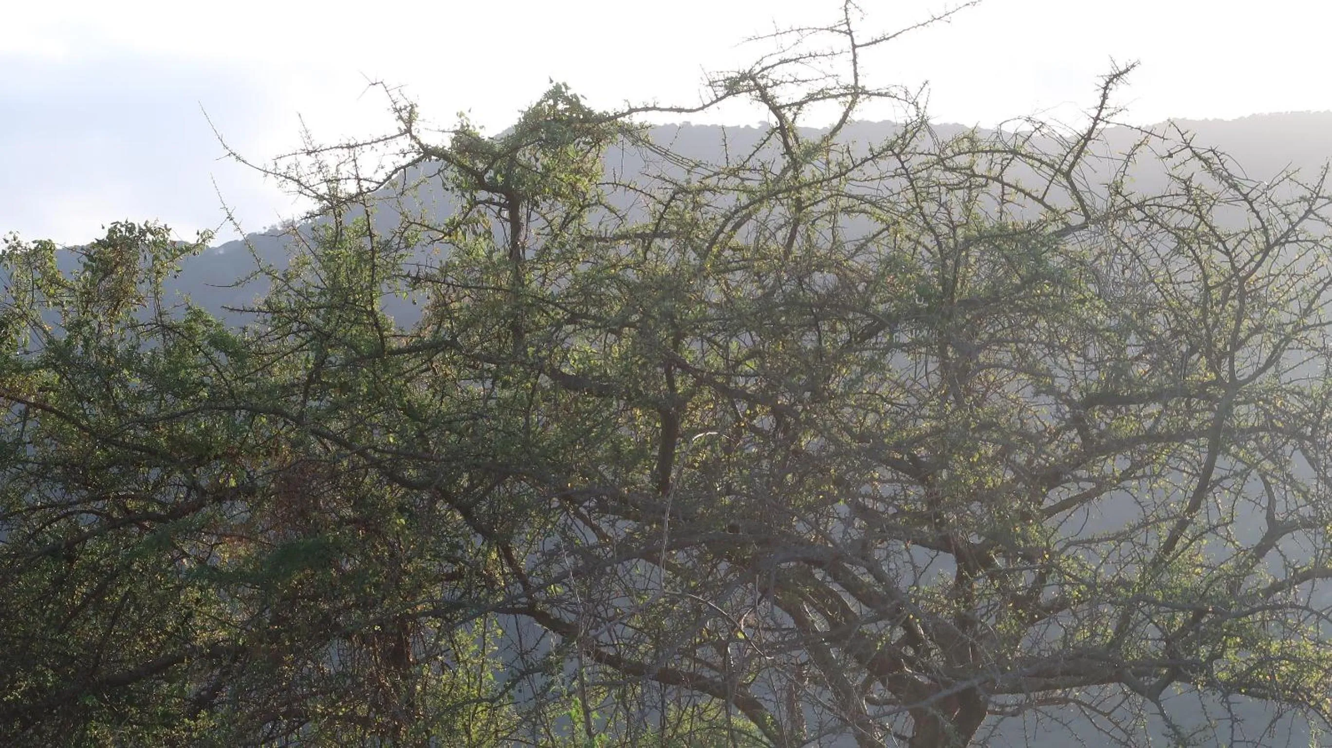 Tausa Tsavo Eco Lodge