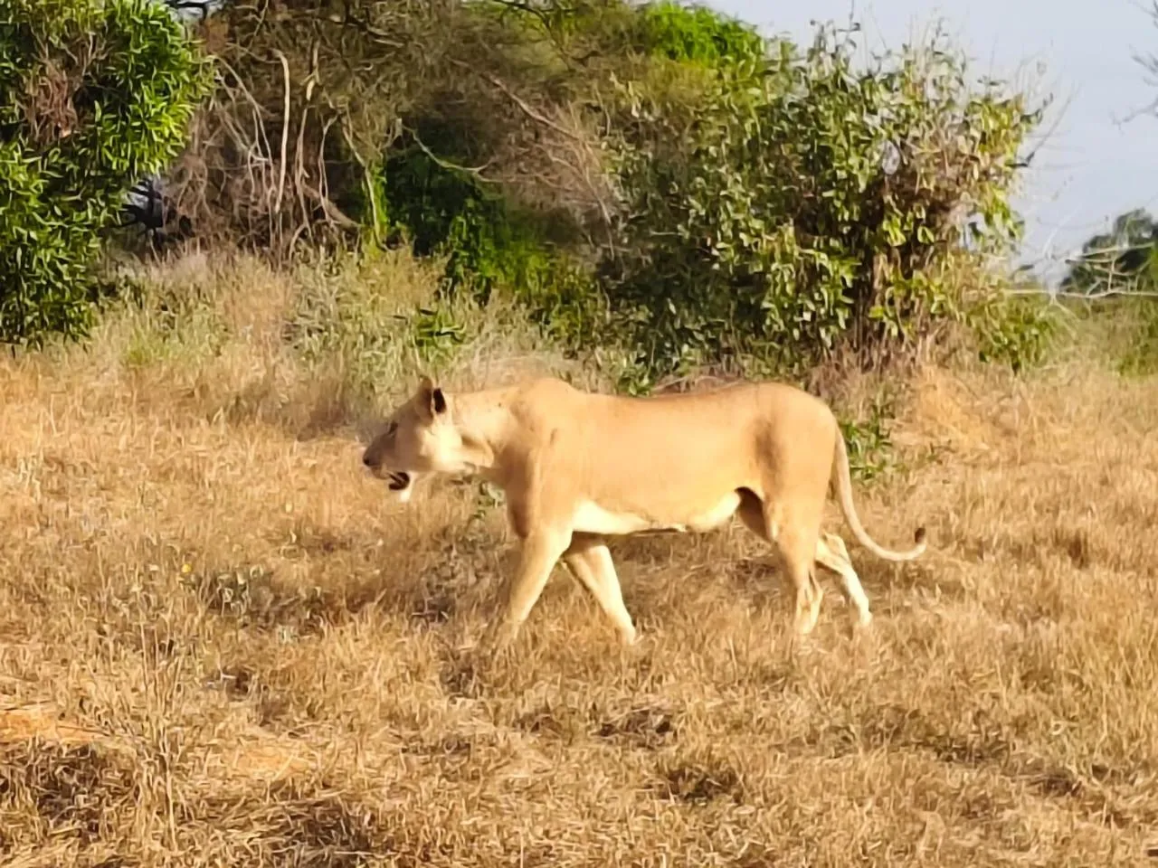Animals in Tausa Tsavo Eco Lodge