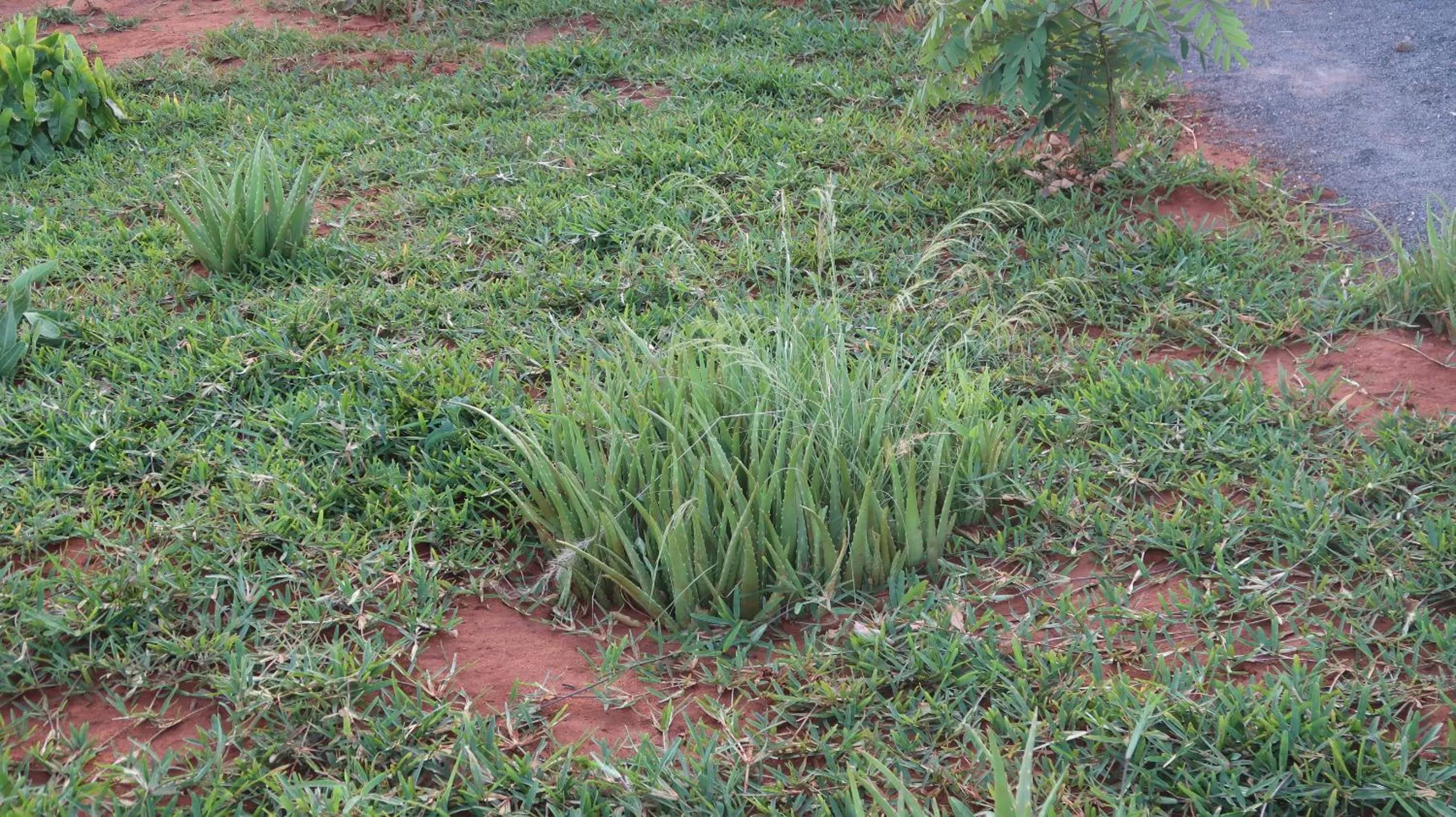 Tausa Tsavo Eco Lodge