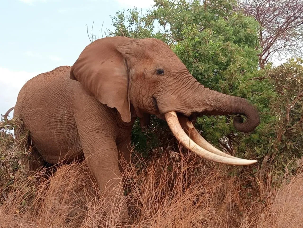 Animals in Tausa Tsavo Eco Lodge