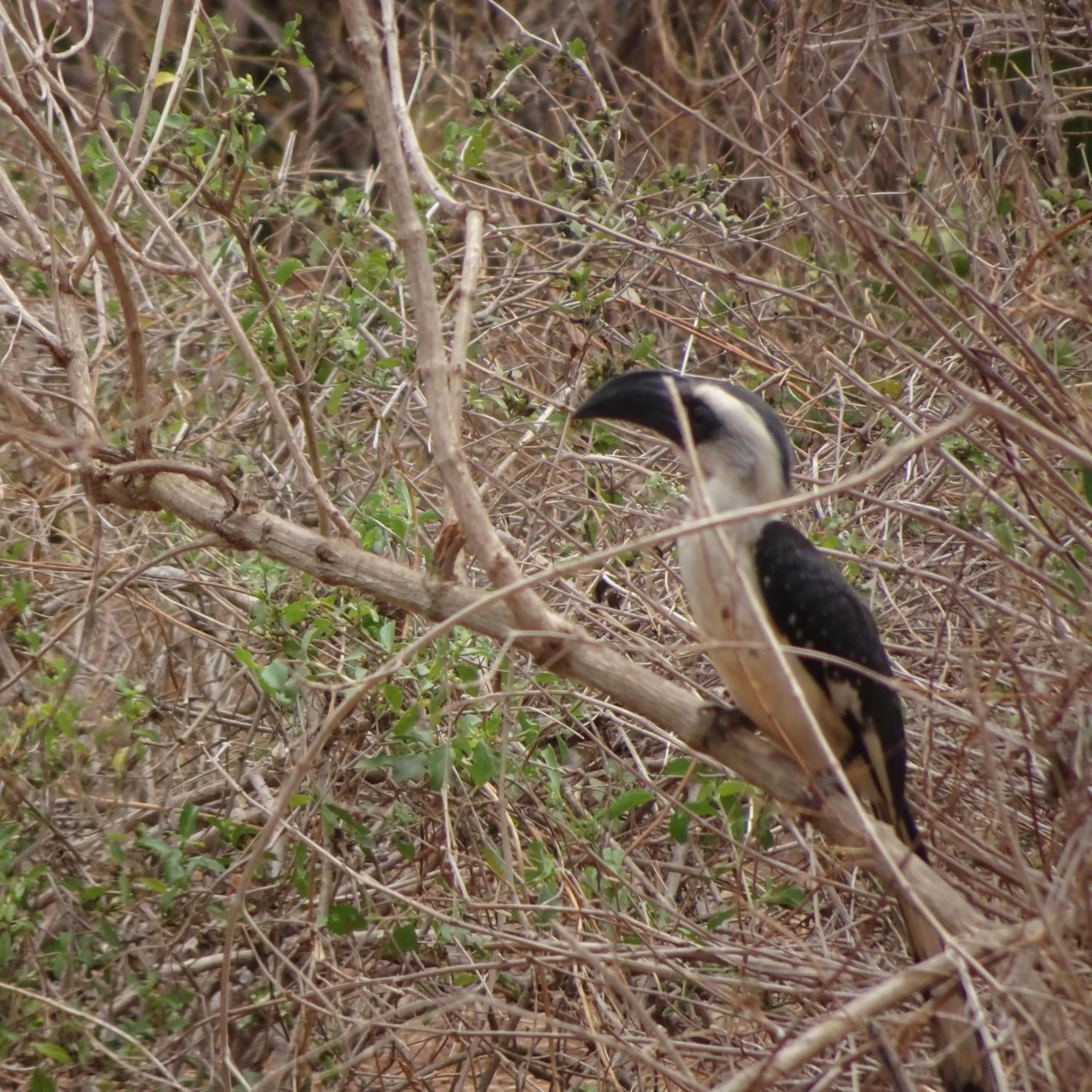 Animals in Tausa Tsavo Eco Lodge