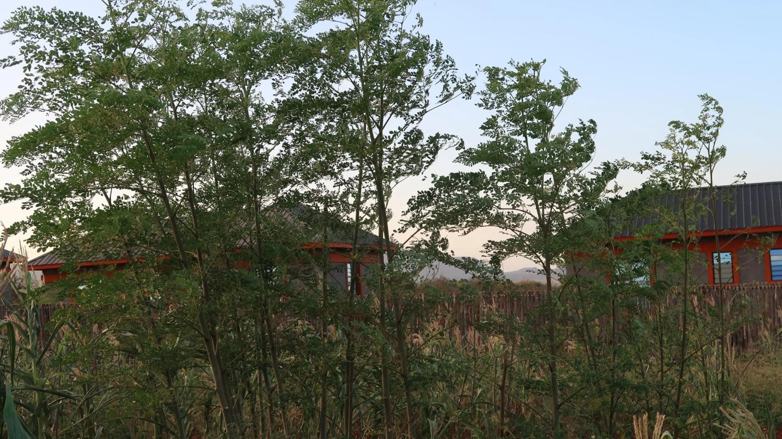 Tausa Tsavo Eco Lodge