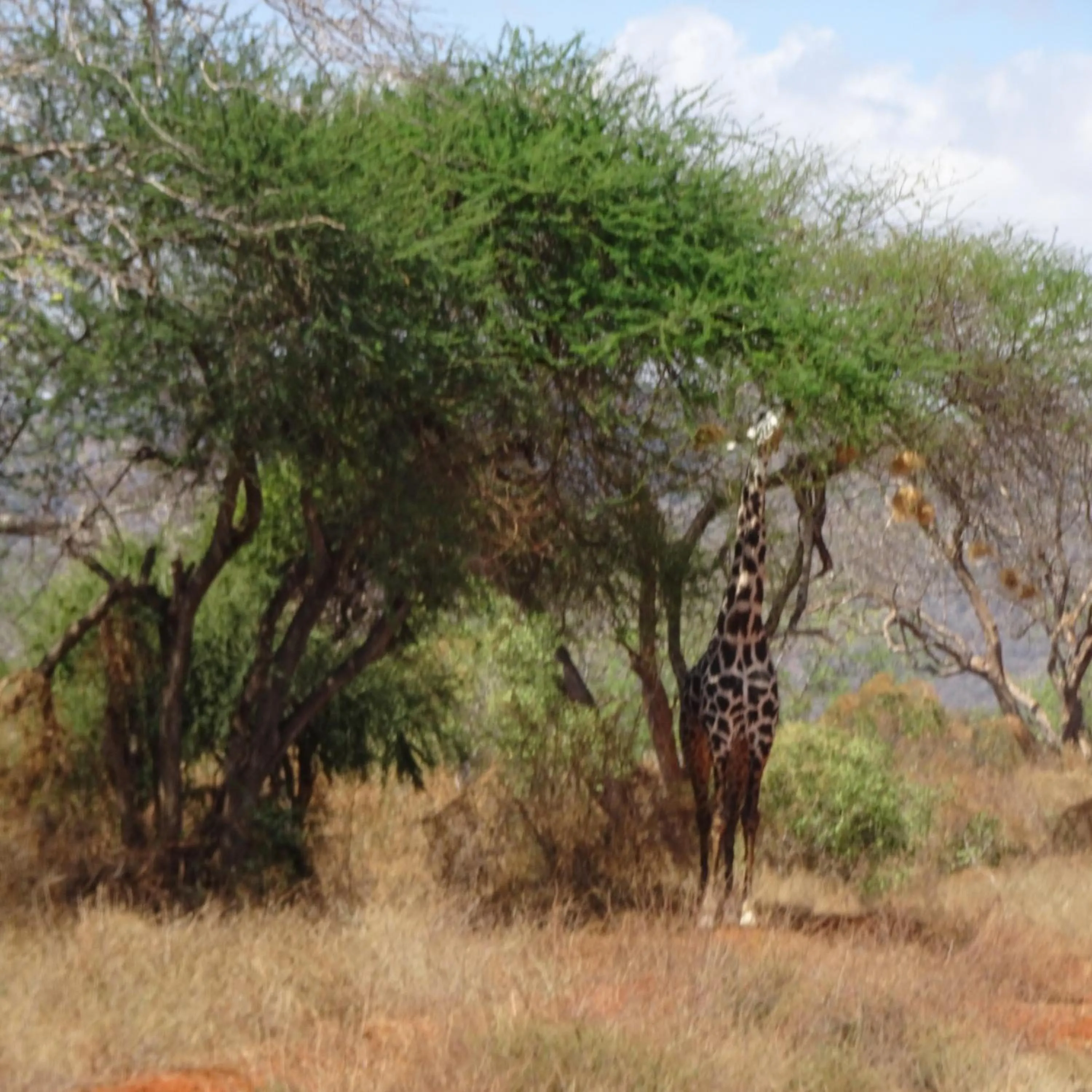 Tausa Tsavo Eco Lodge