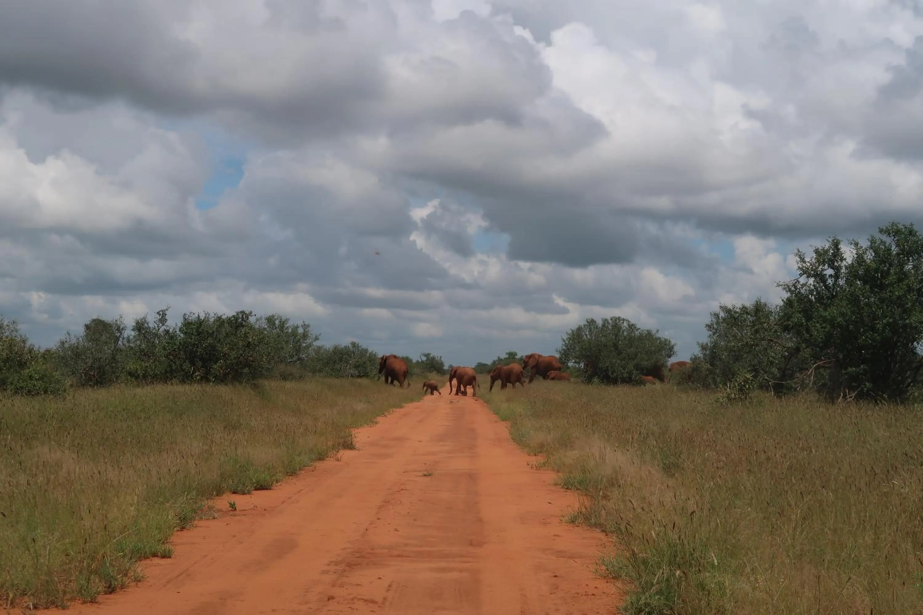 Animals in Tausa Tsavo Eco Lodge