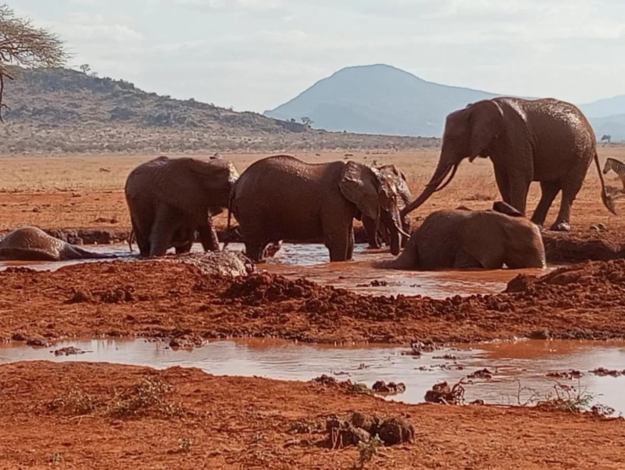Animals in Tausa Tsavo Eco Lodge
