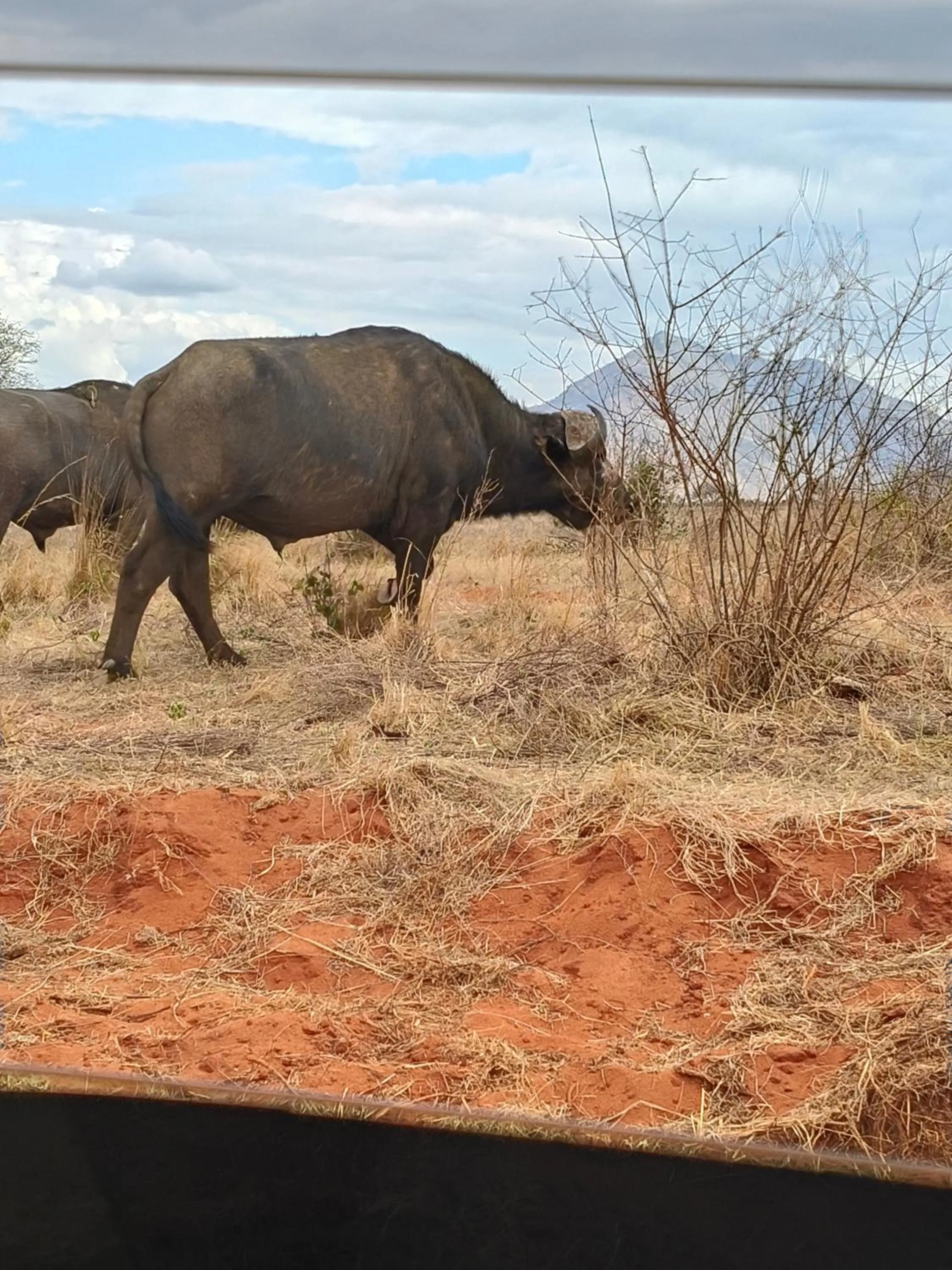 Animals in Tausa Tsavo Eco Lodge