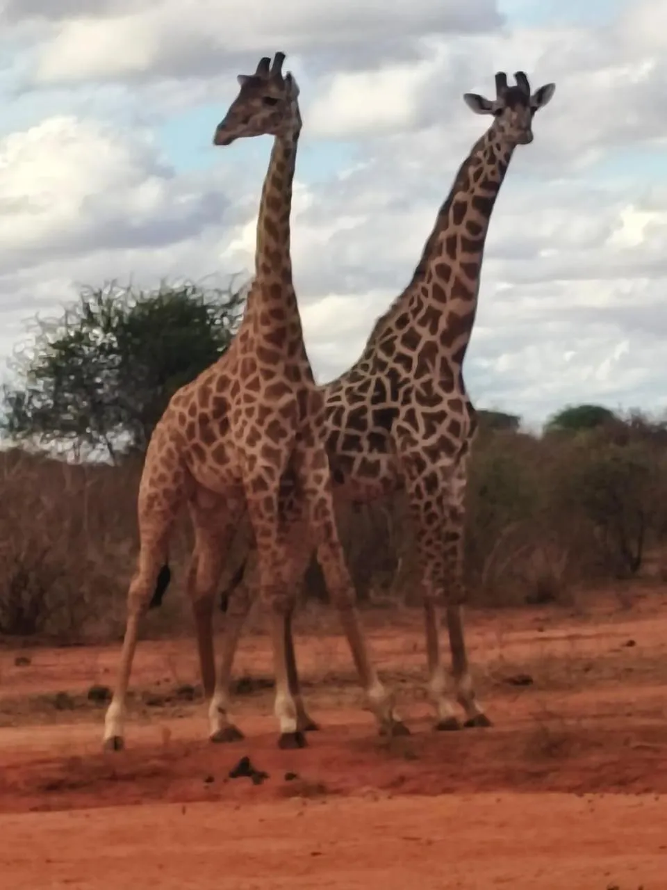 Animals in Tausa Tsavo Eco Lodge