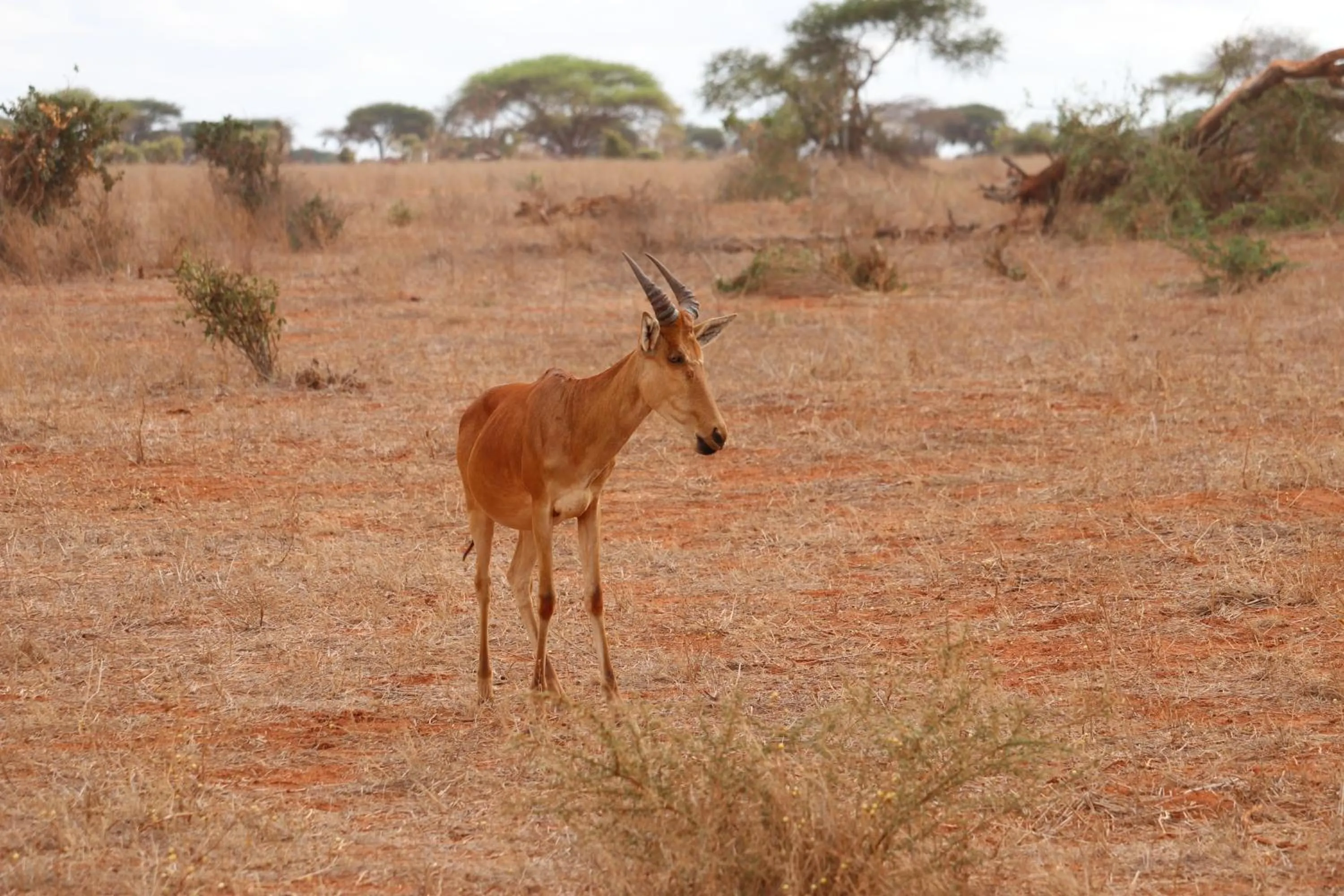 Animals in Tausa Tsavo Eco Lodge