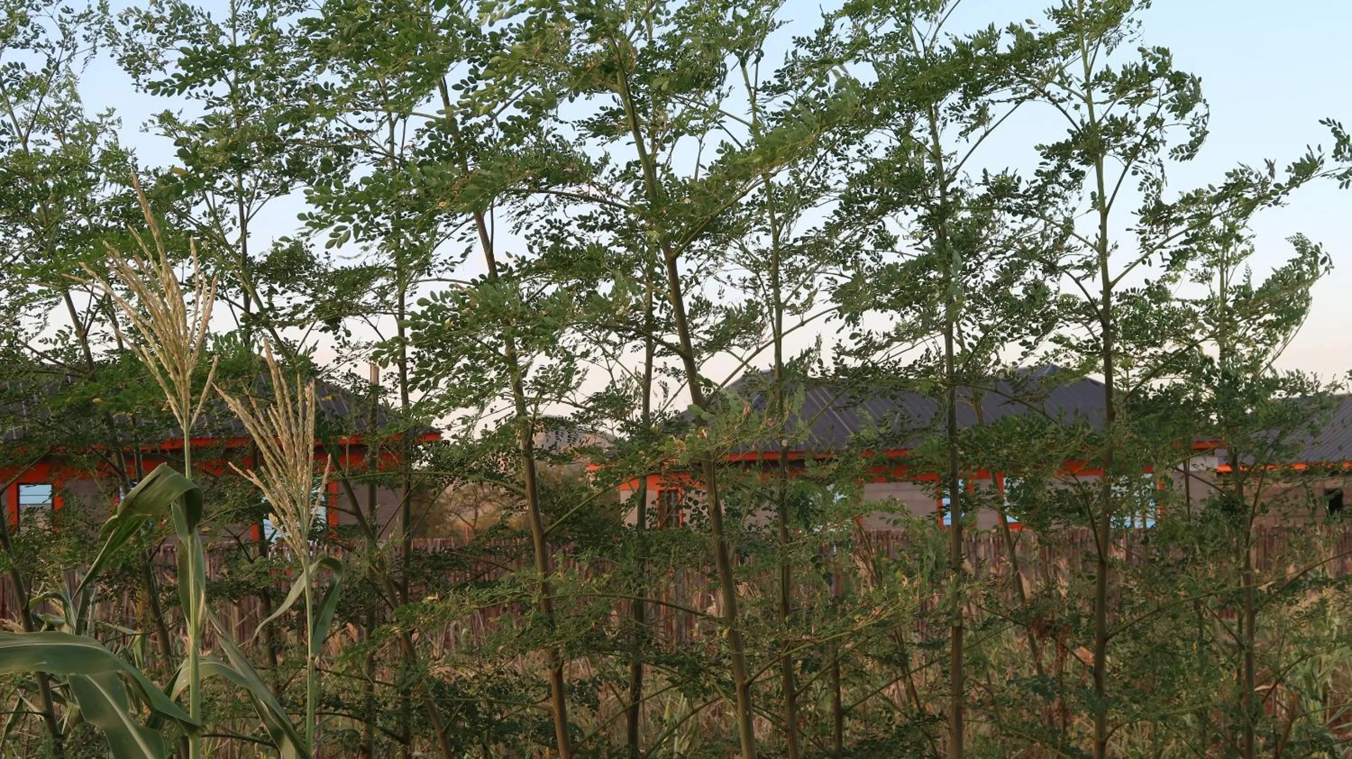 Tausa Tsavo Eco Lodge