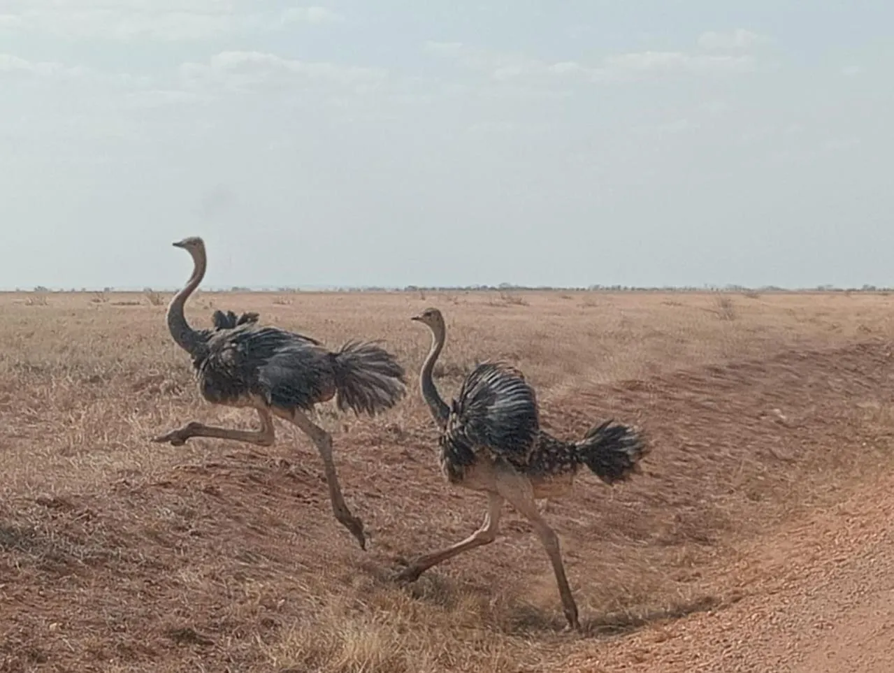 Animals in Tausa Tsavo Eco Lodge