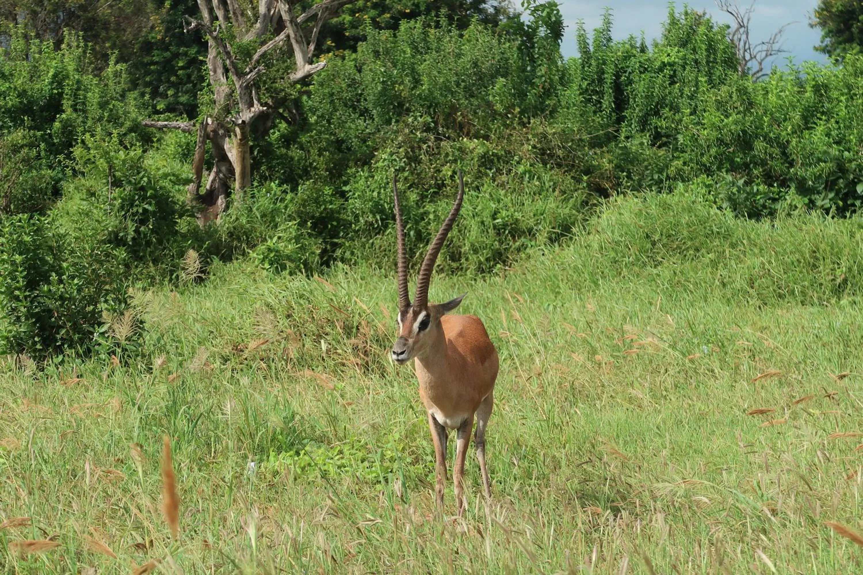 Tausa Tsavo Eco Lodge