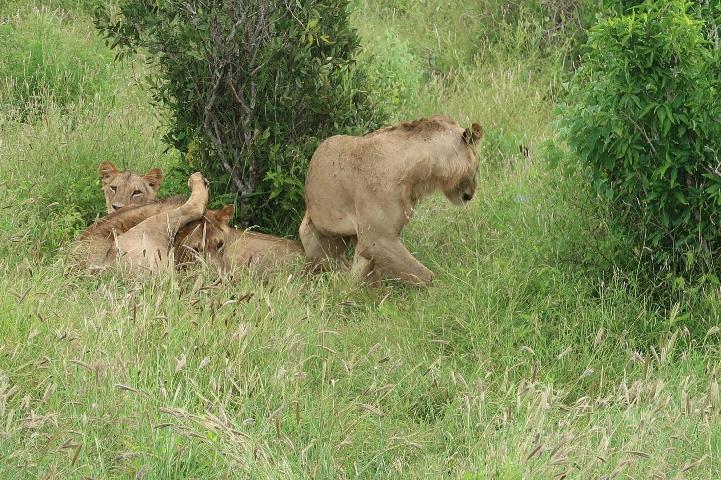Tausa Tsavo Eco Lodge