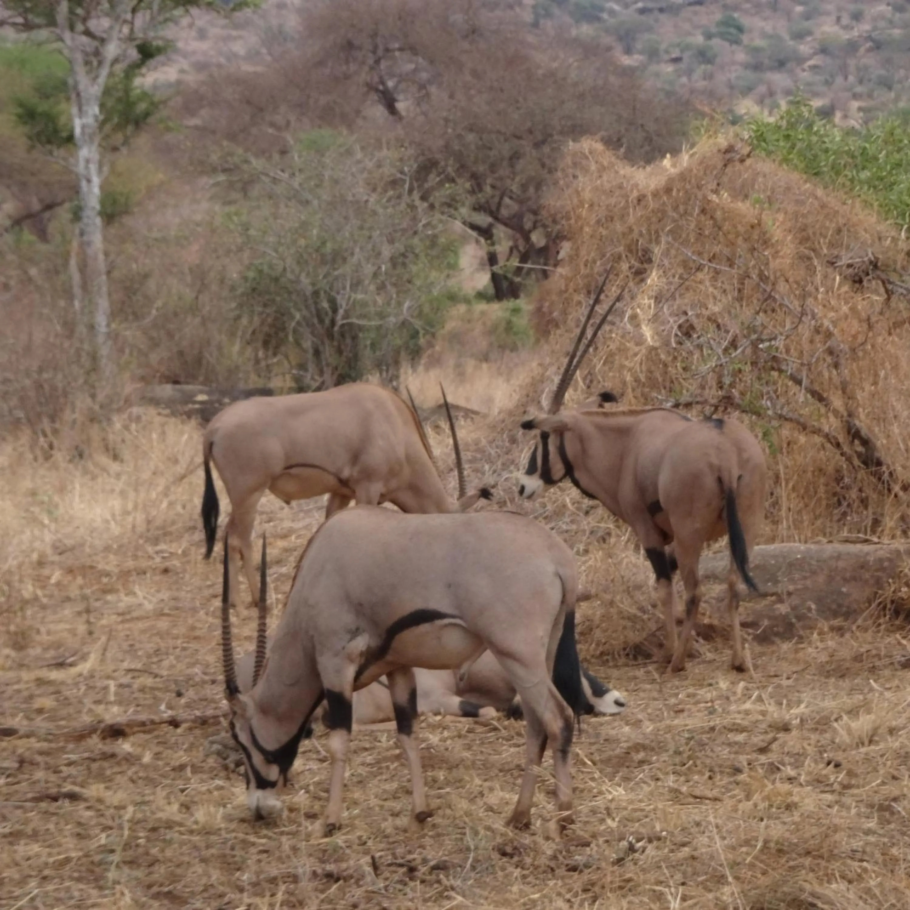 Tausa Tsavo Eco Lodge