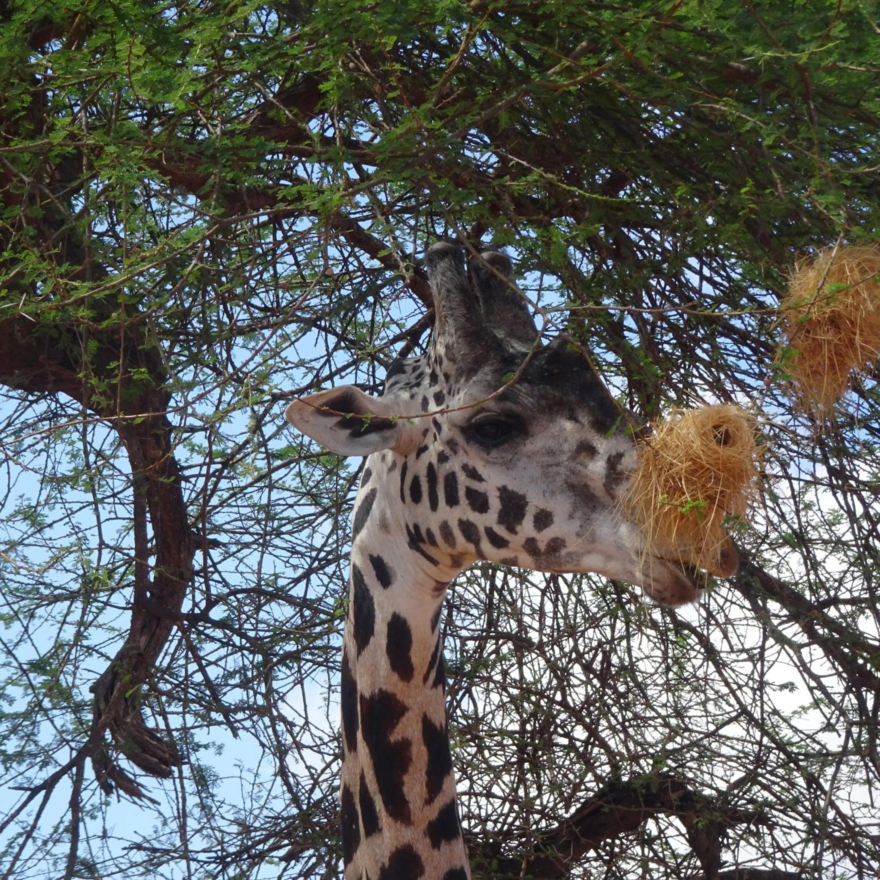 Tausa Tsavo Eco Lodge
