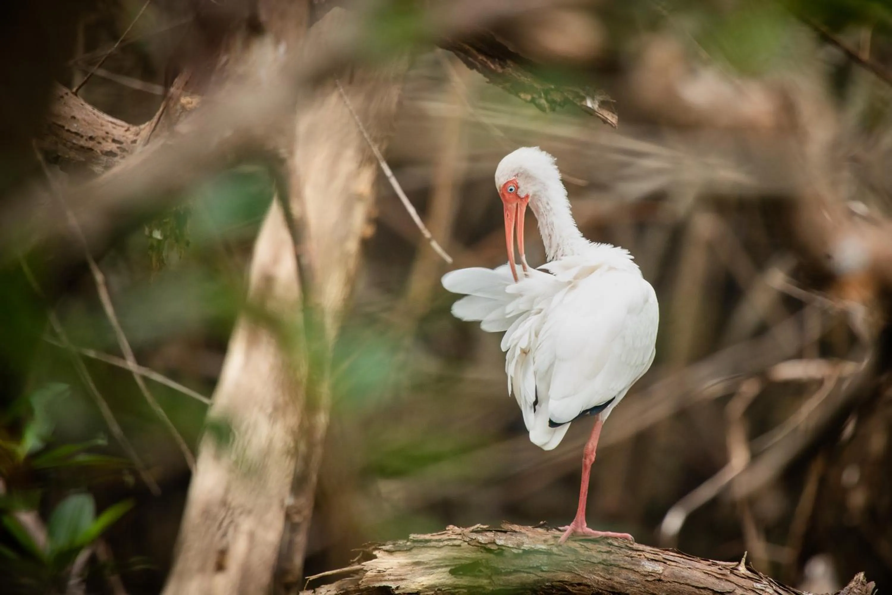 Animals in El Faro Containers Beach Hotel
