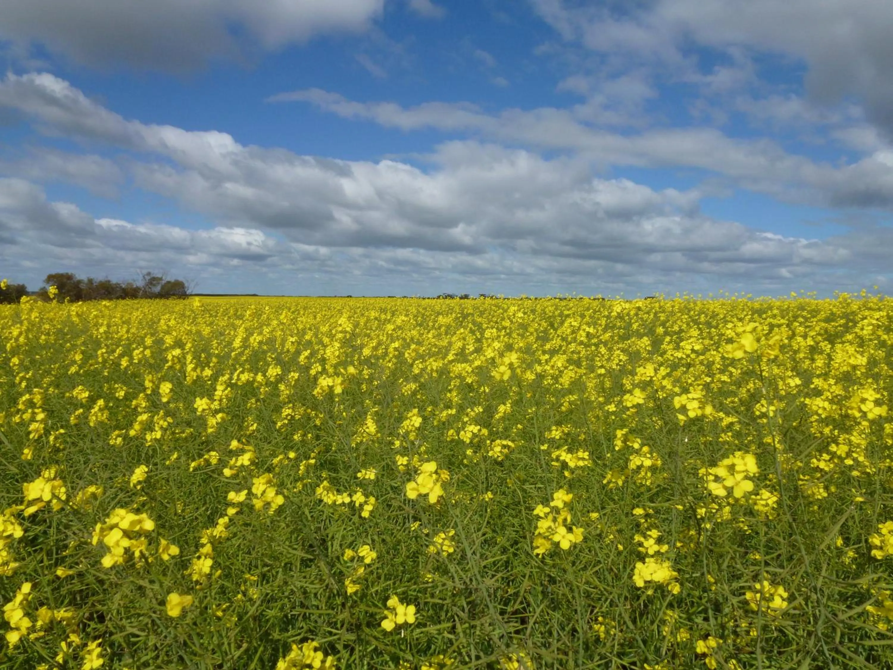 Spring in Pelican's Nest