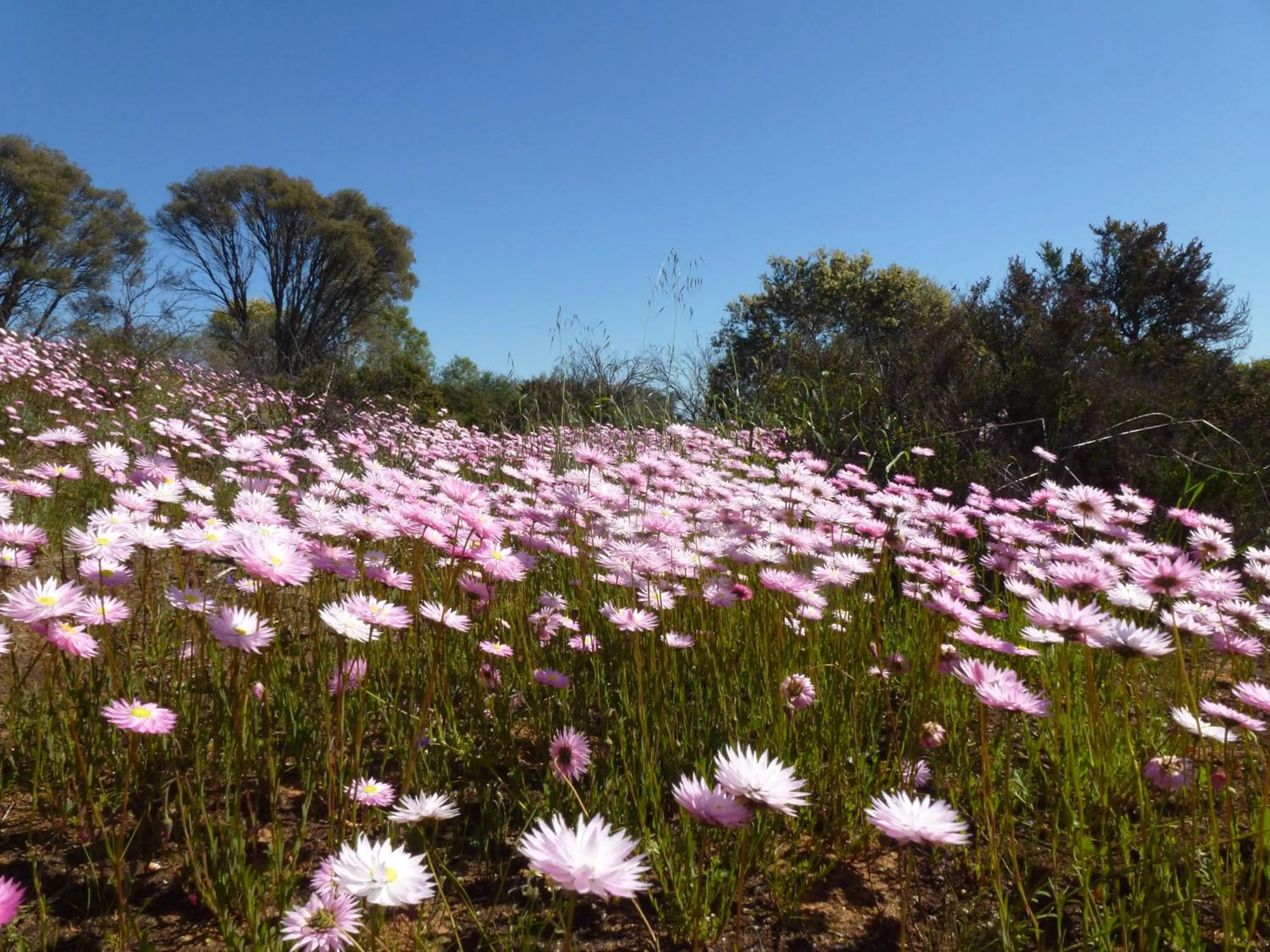 Spring in Pelican's Nest