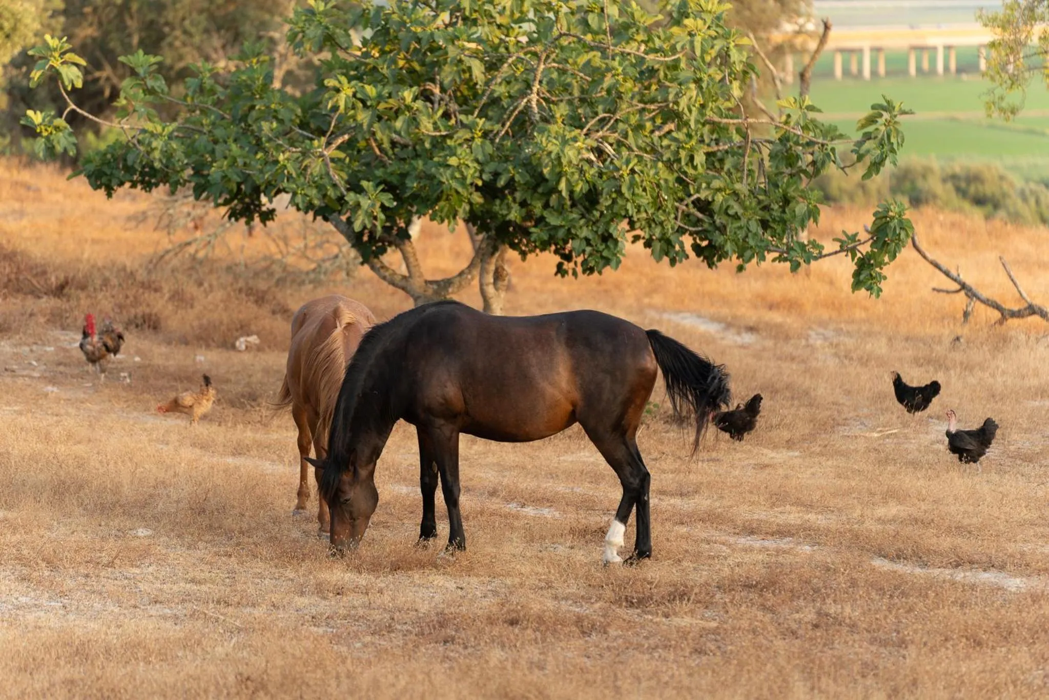 4Ever Palace Design&Nature