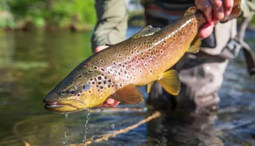 2 Kings Hot Tub Modern Cottage Hill Country