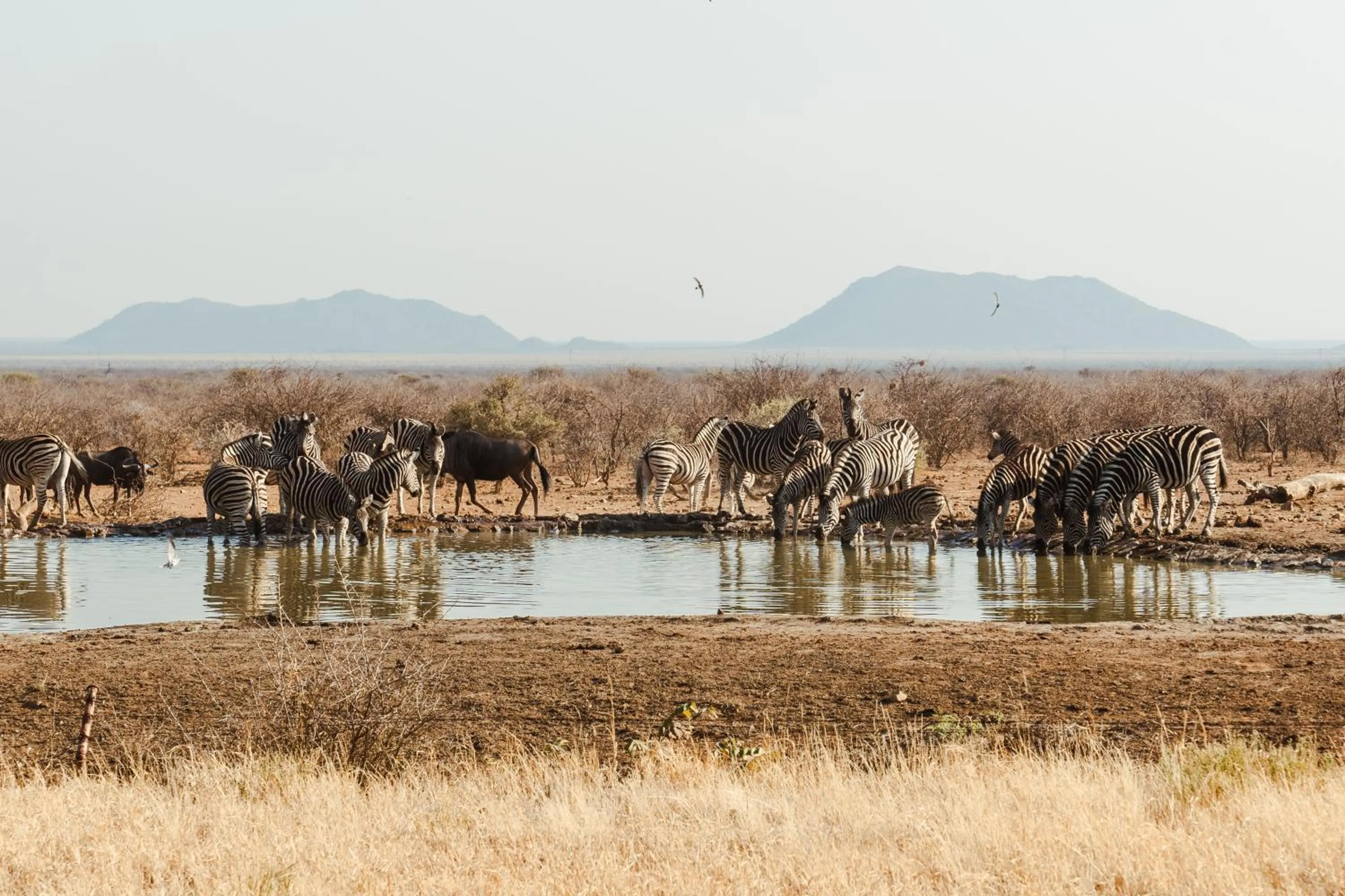 Day in Last Word Madikwe
