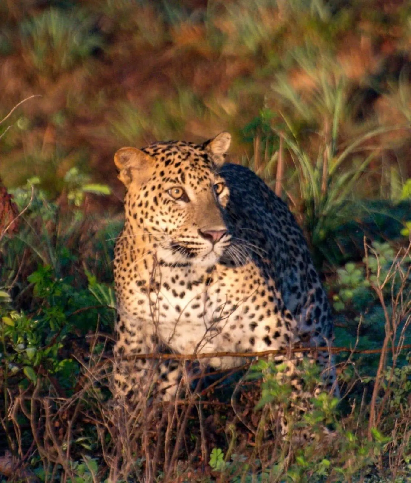 Animals in Owin Rose Yala Safari Hotel
