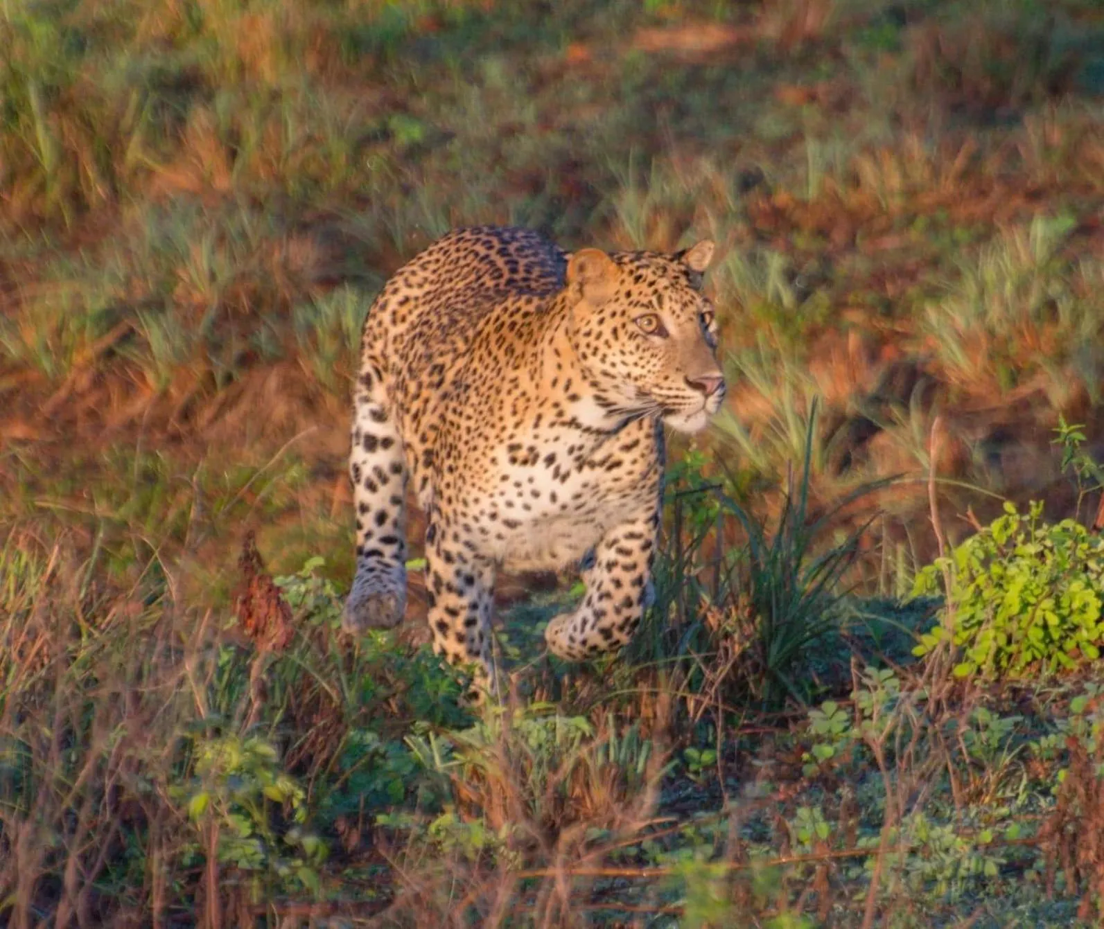 Activities in Owin Rose Yala Safari Hotel