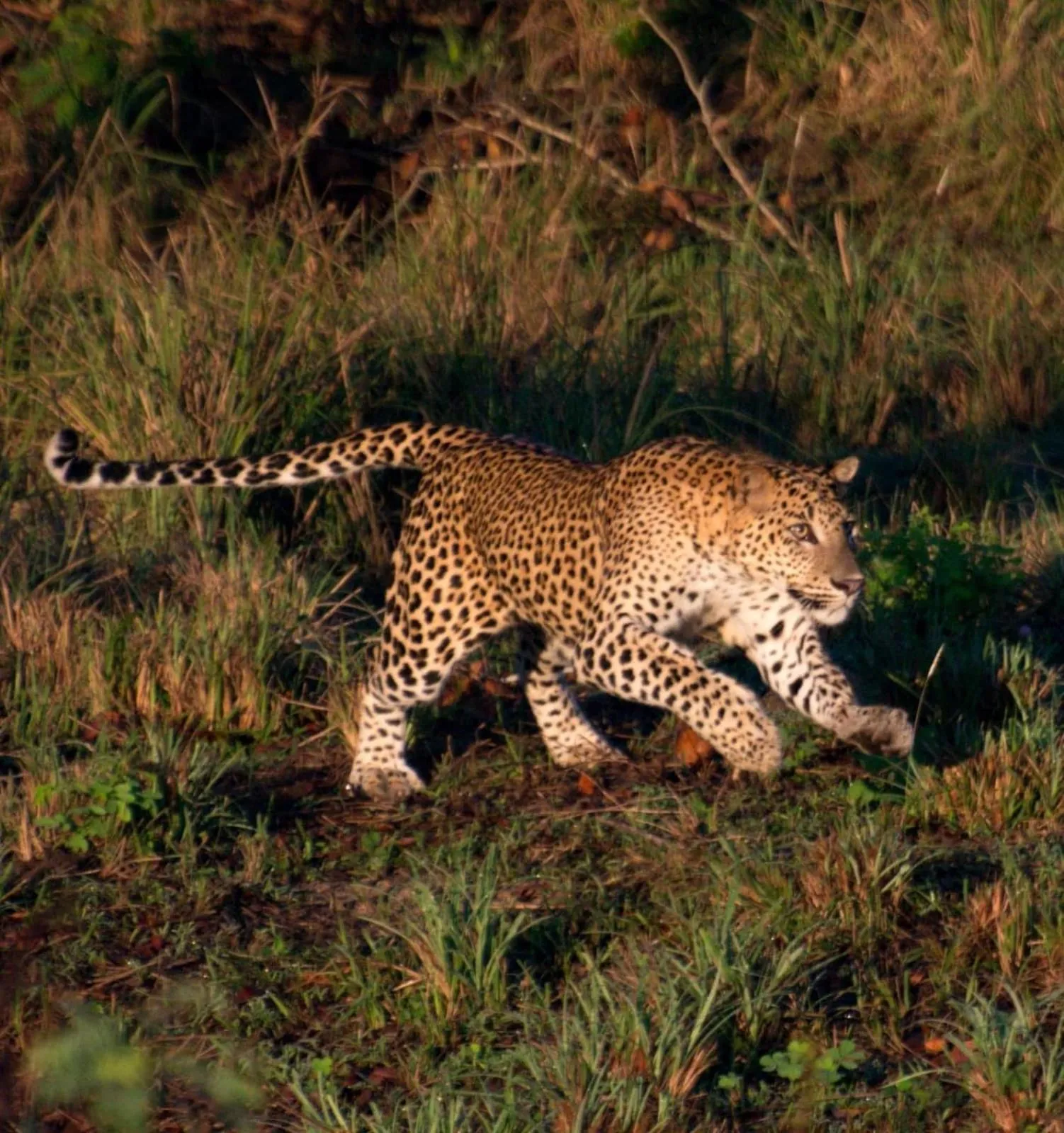 Animals in Owin Rose Yala Safari Hotel