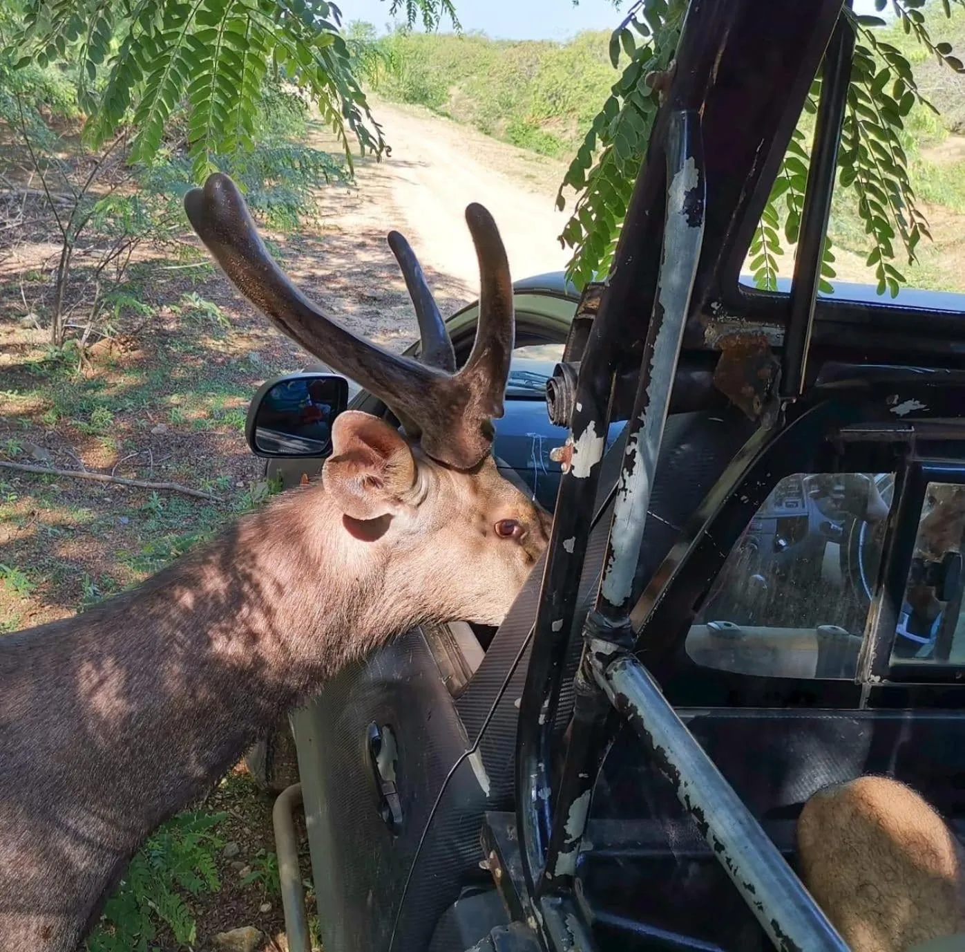 Animals in Owin Rose Yala Safari Hotel