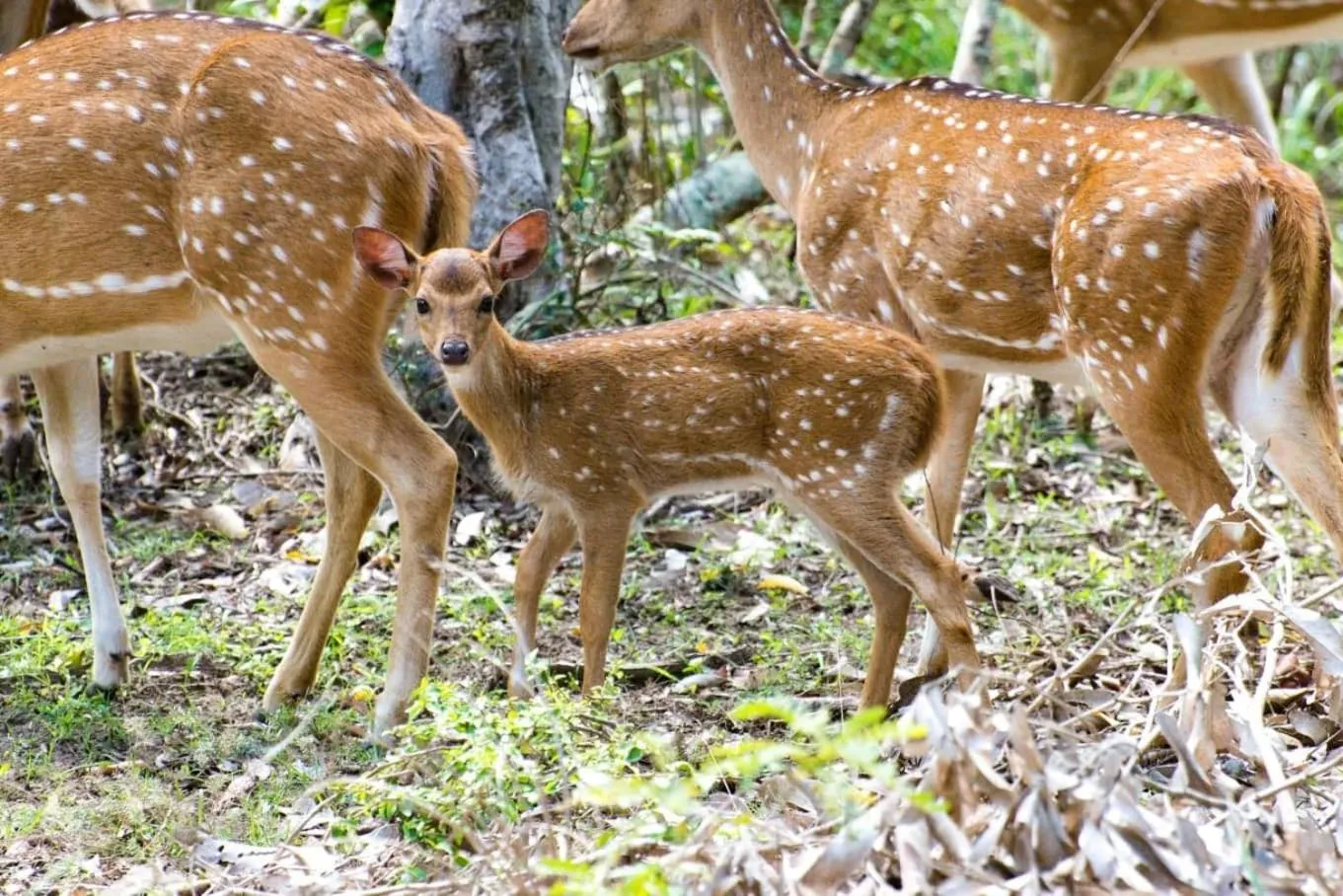 Animals in Owin Rose Yala Safari Hotel