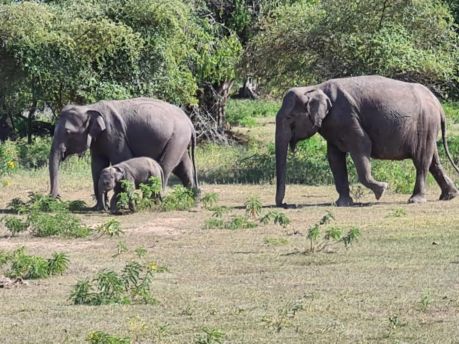 Animals in Owin Rose Yala Safari Hotel